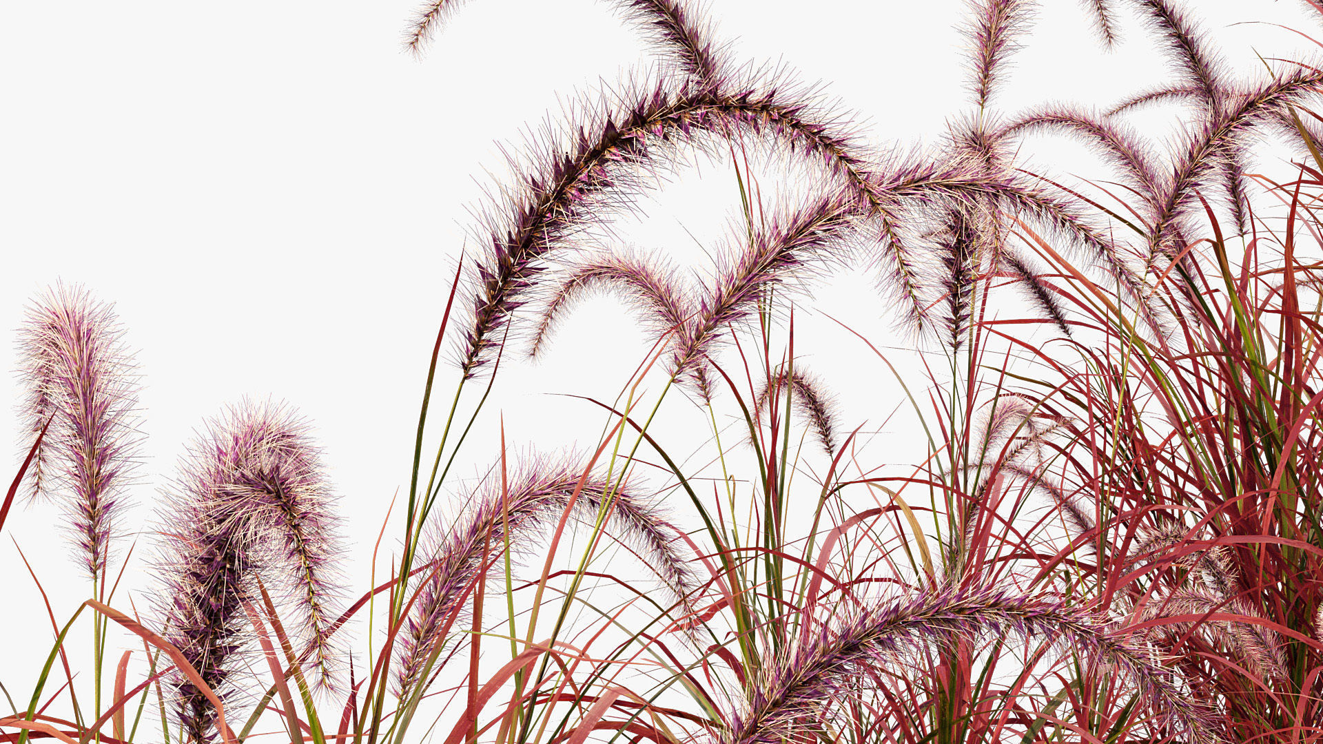 Pennisetum setaceum Fountain grass 3D Model 01 3D model_5