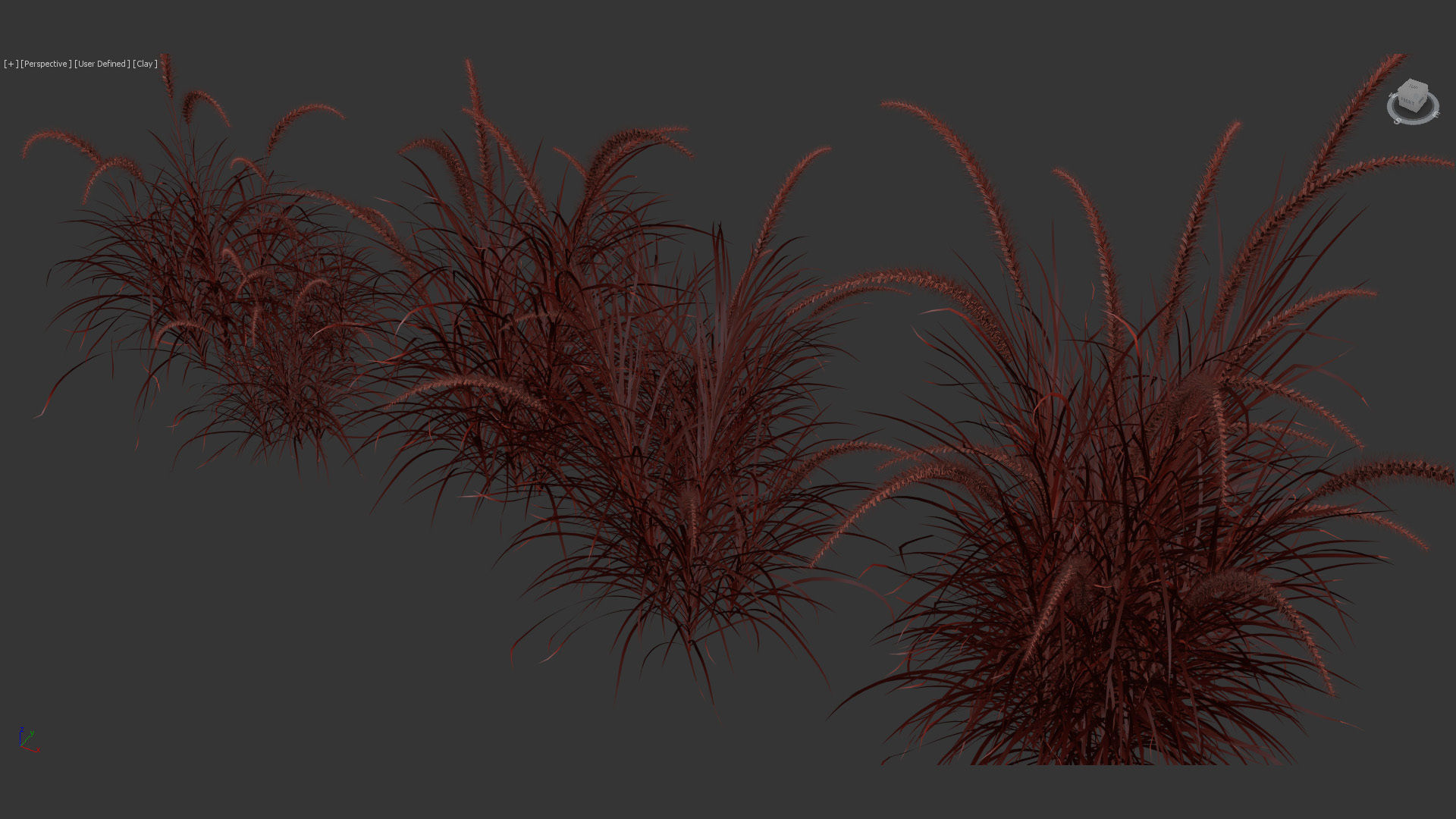 Pennisetum setaceum Fountain grass 3D Model 01 3D model_11