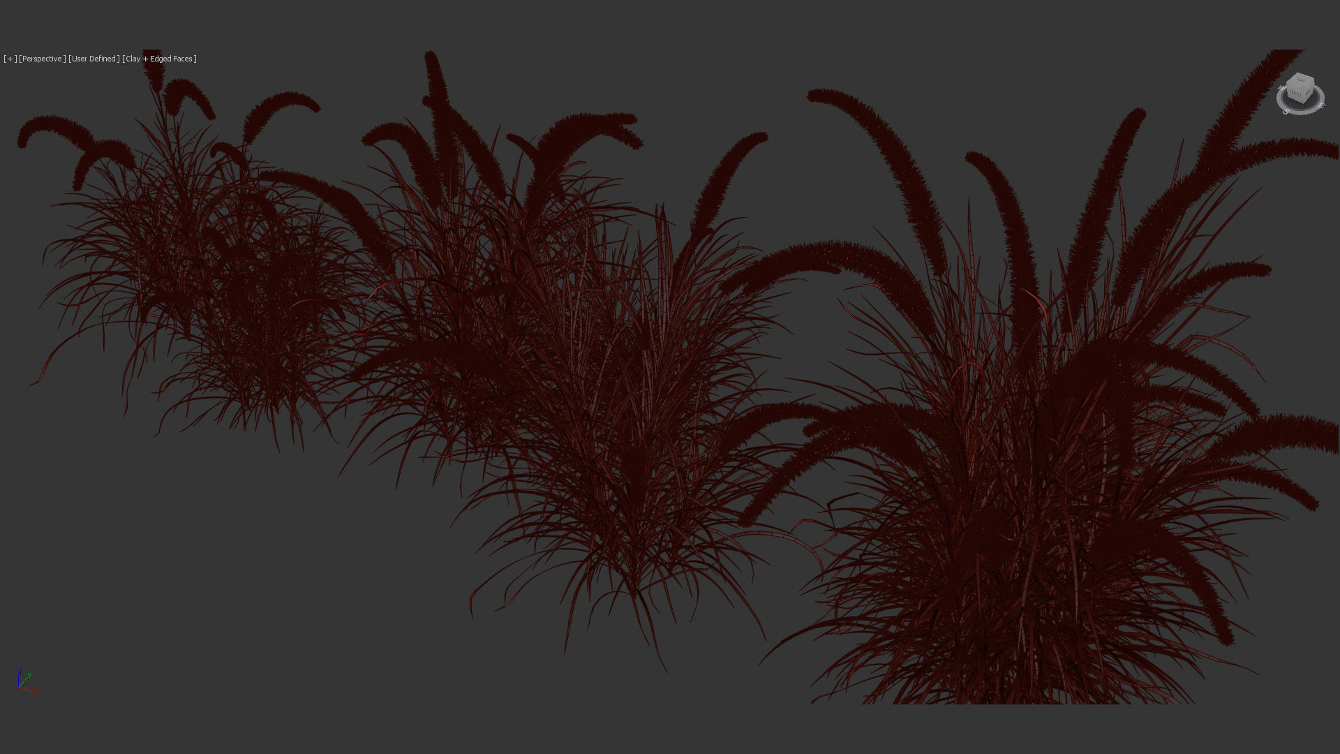Pennisetum setaceum Fountain grass 3D Model 01 3D model_12