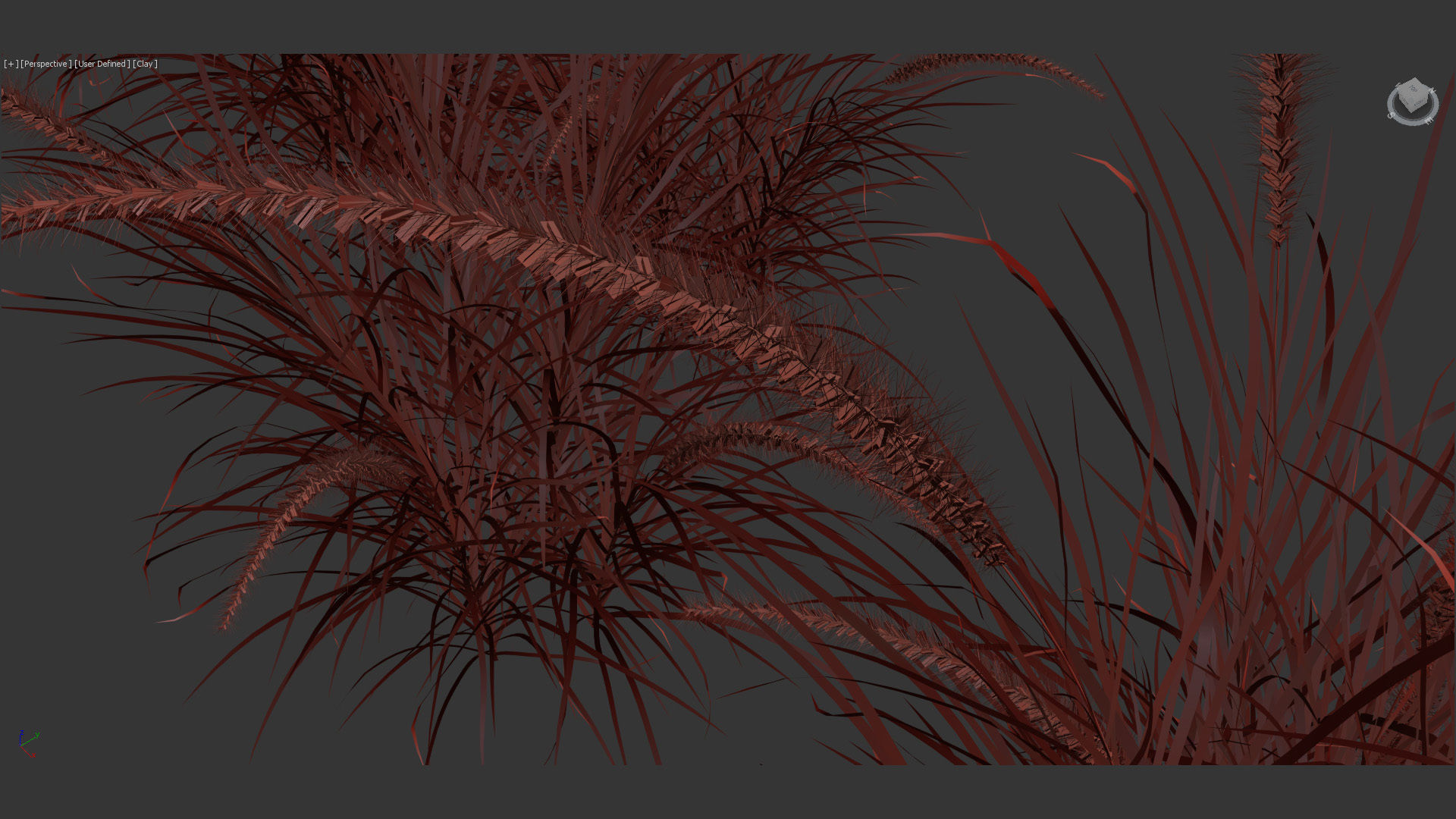 Pennisetum setaceum Fountain grass 3D Model 01 3D model_13