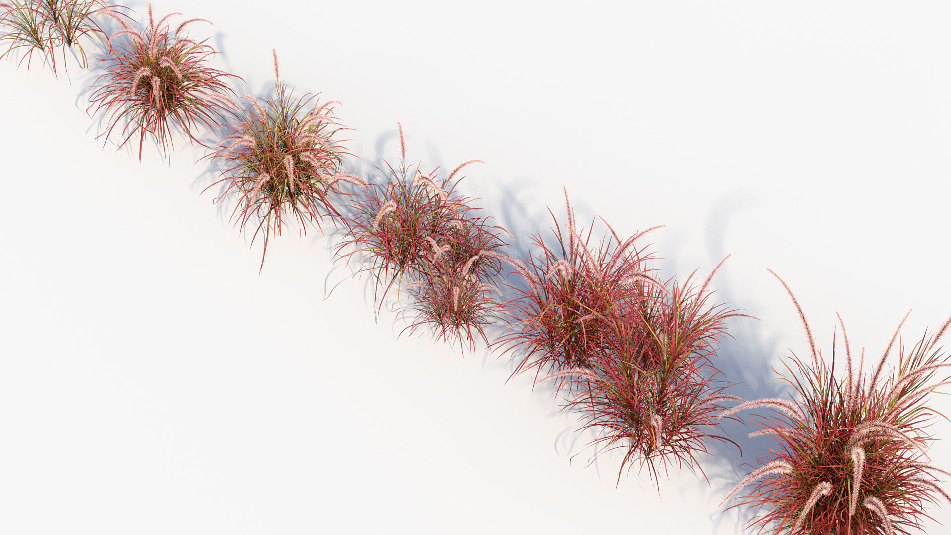 Pennisetum setaceum Fountain grass 3D Model 01 3D model_7