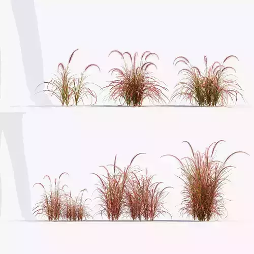 Pennisetum setaceum Fountain grass 3D Model 01