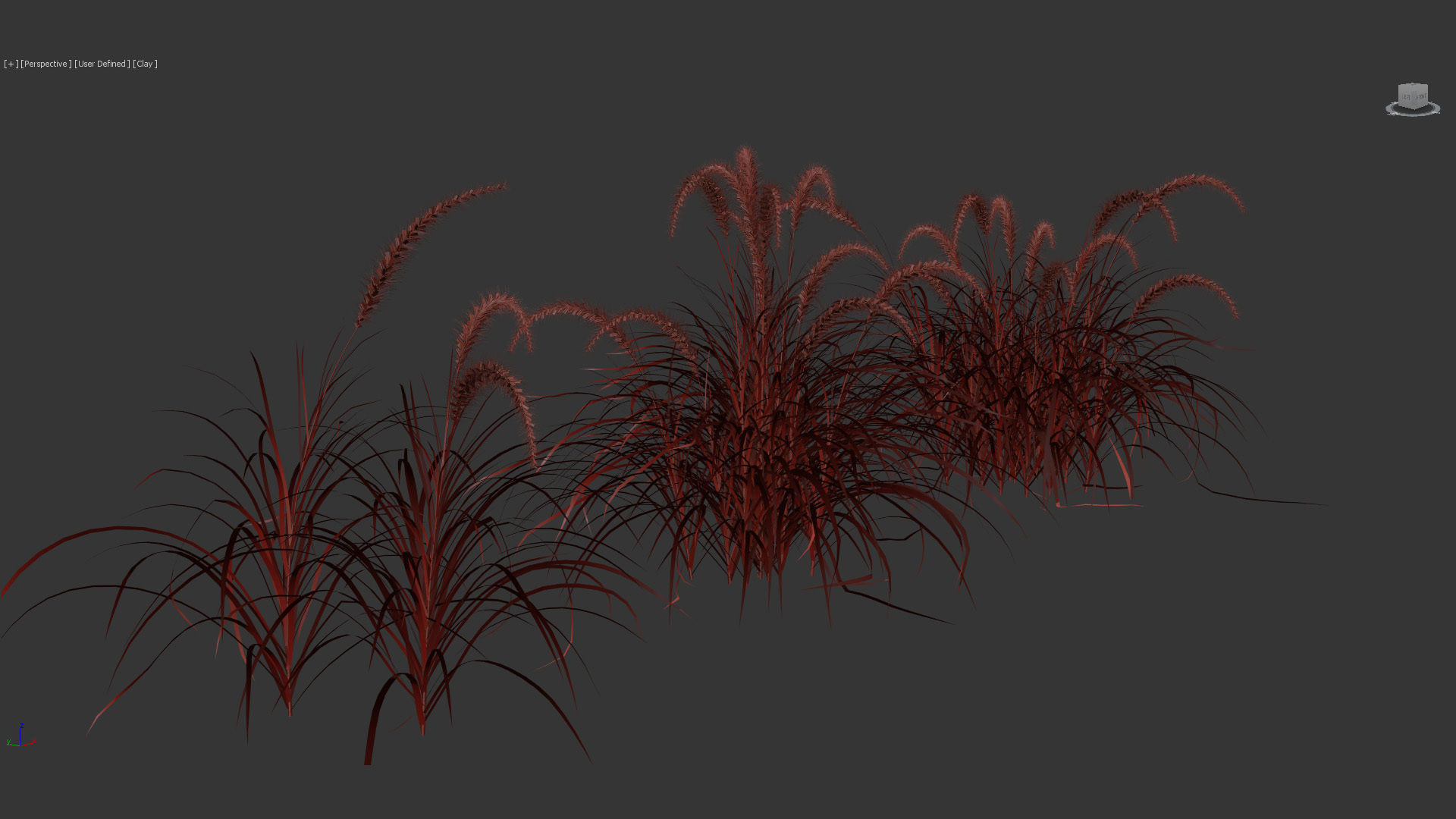 Pennisetum setaceum Fountain grass 3D Model 01 3D model_9