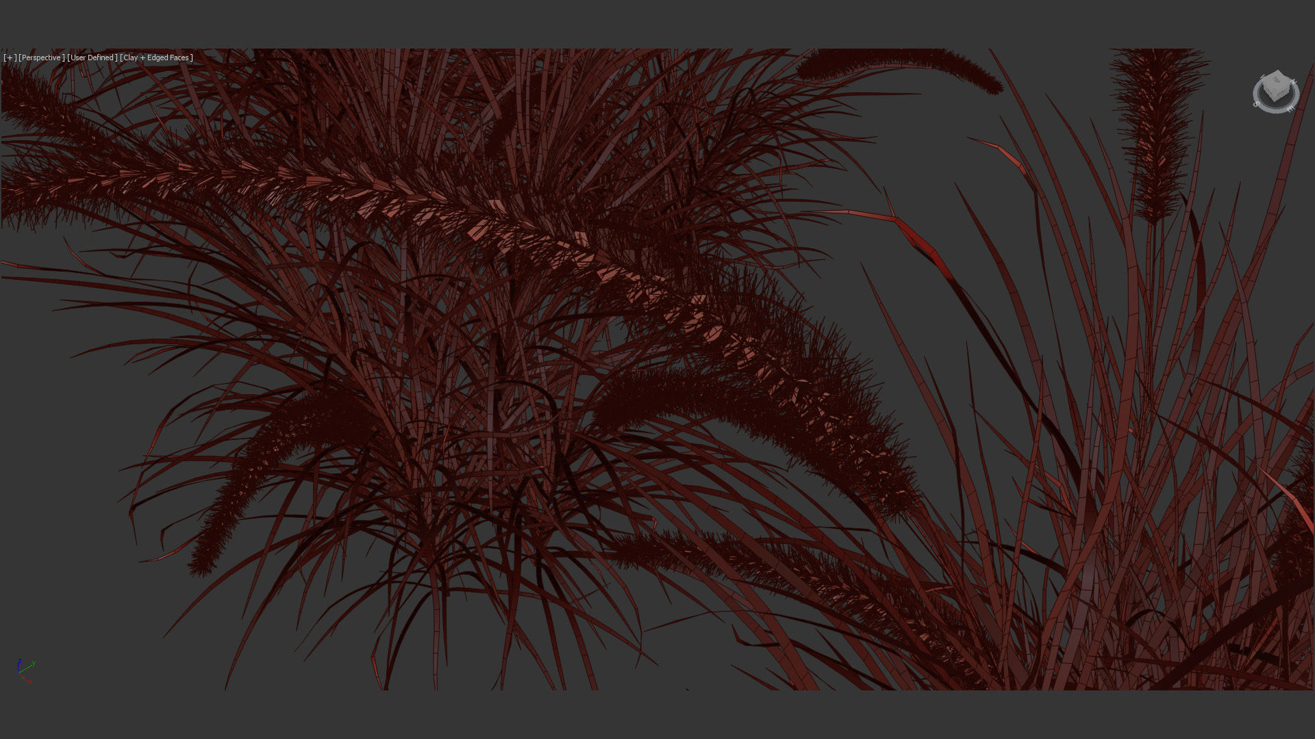 Pennisetum setaceum Fountain grass 3D Model 01 3D model_14