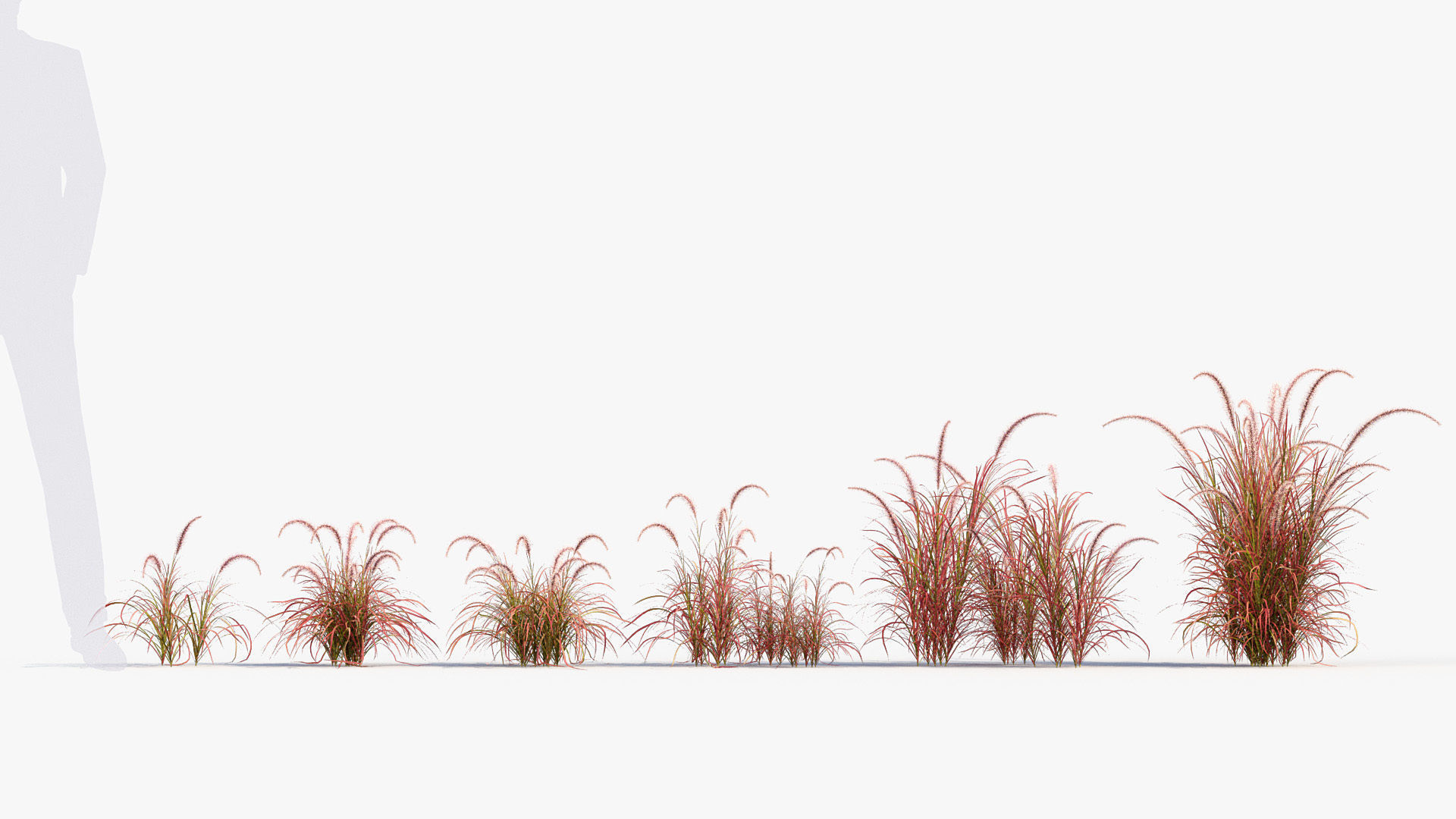 Pennisetum setaceum Fountain grass 3D Model 01 3D model_1