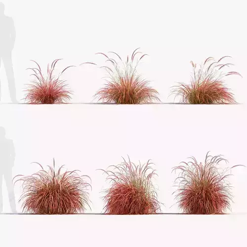 Pennisetum setaceum Fountain grass 3D Model 02