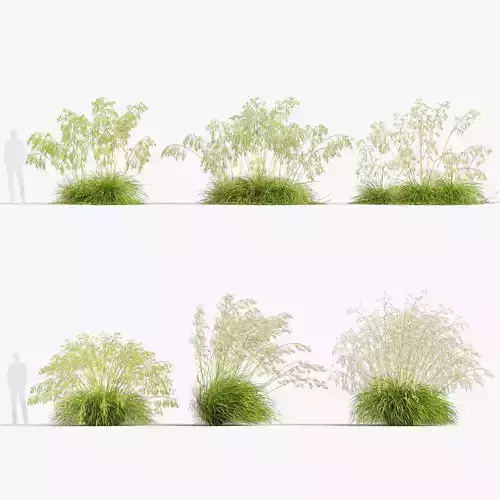 Stipa gigantea Golden oat 3D Model 02 3D model