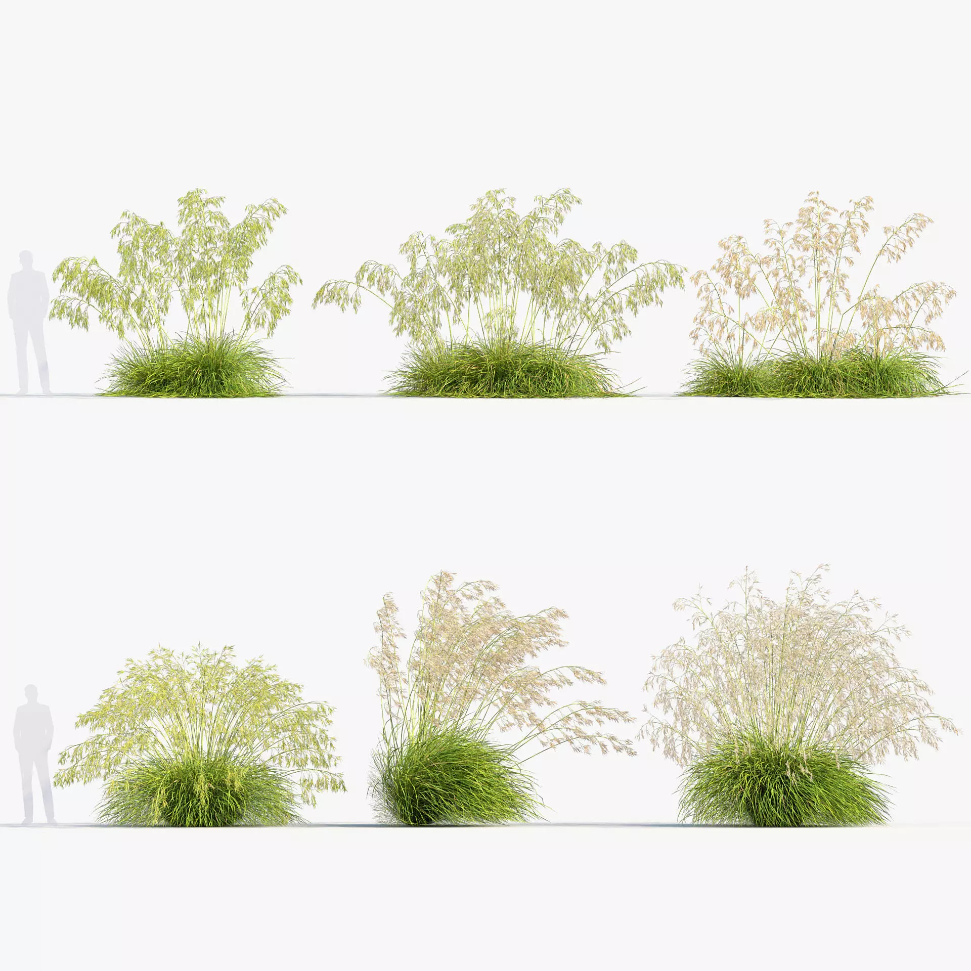 Stipa gigantea Golden oat 3D Model 02 3D model