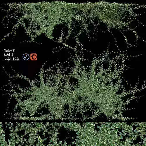 Hedera algeriensis - Algerian Ivy 03