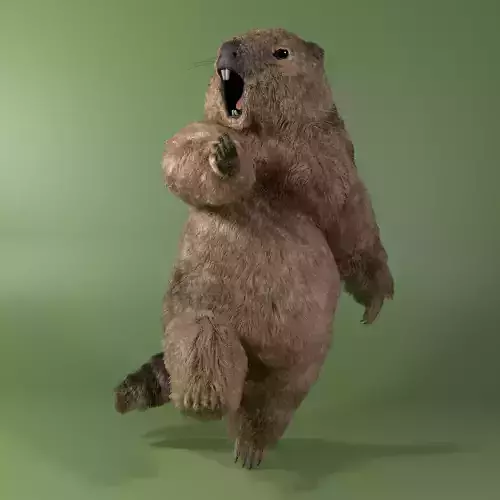 Marmot Rigged Blender Hair Simulation Free 3D model