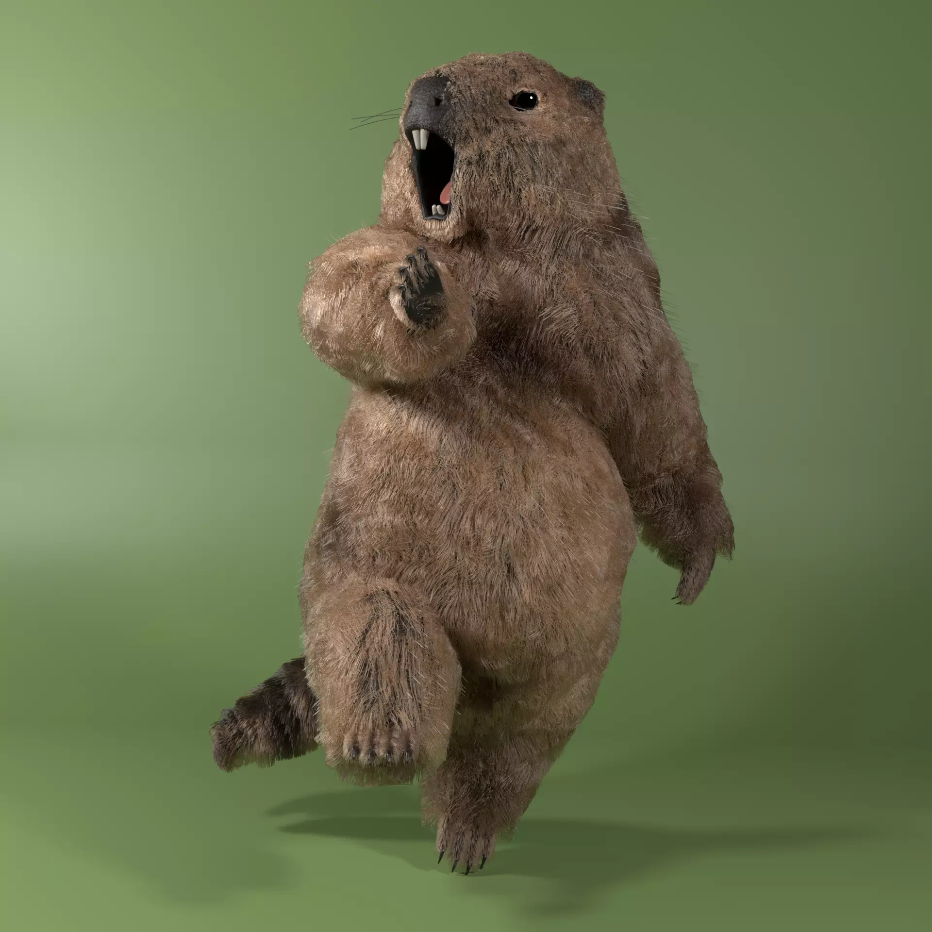 Marmot Rigged Blender Hair Simulation Free 3D model