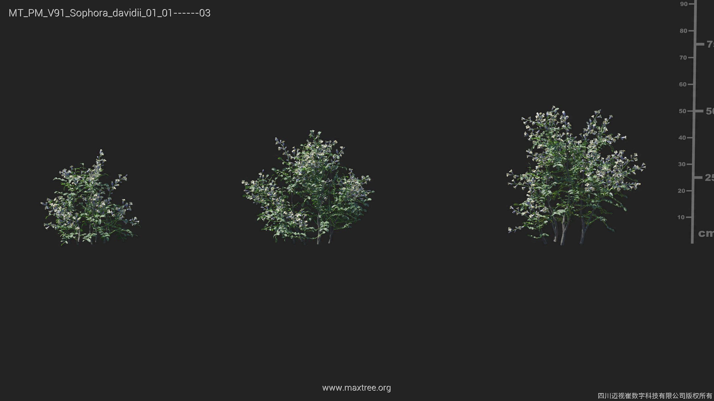Maxtree Plant Models Vol 91 - Mesh 3D model_26