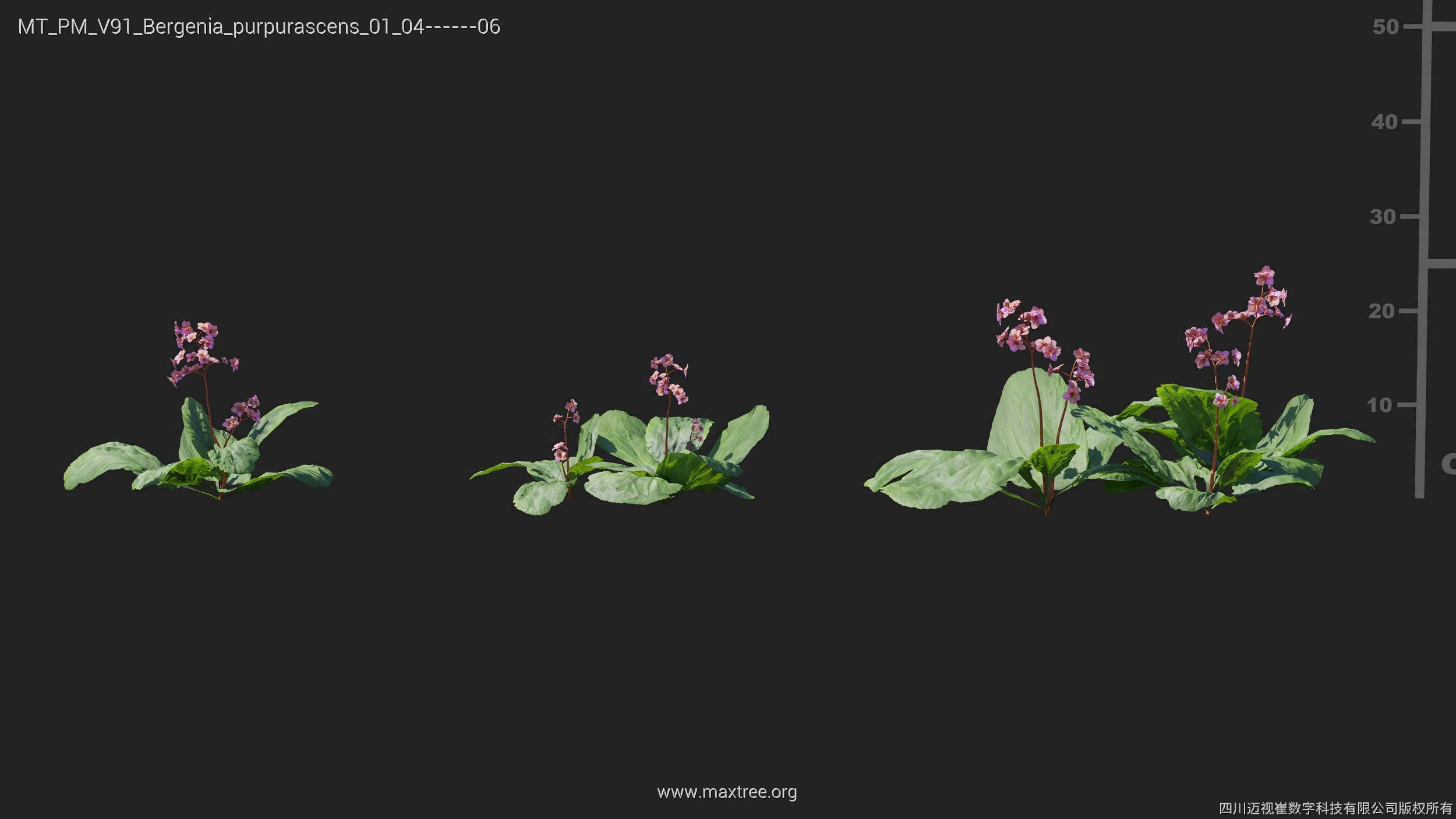 Maxtree Plant Models Vol 91 - Mesh 3D model_13