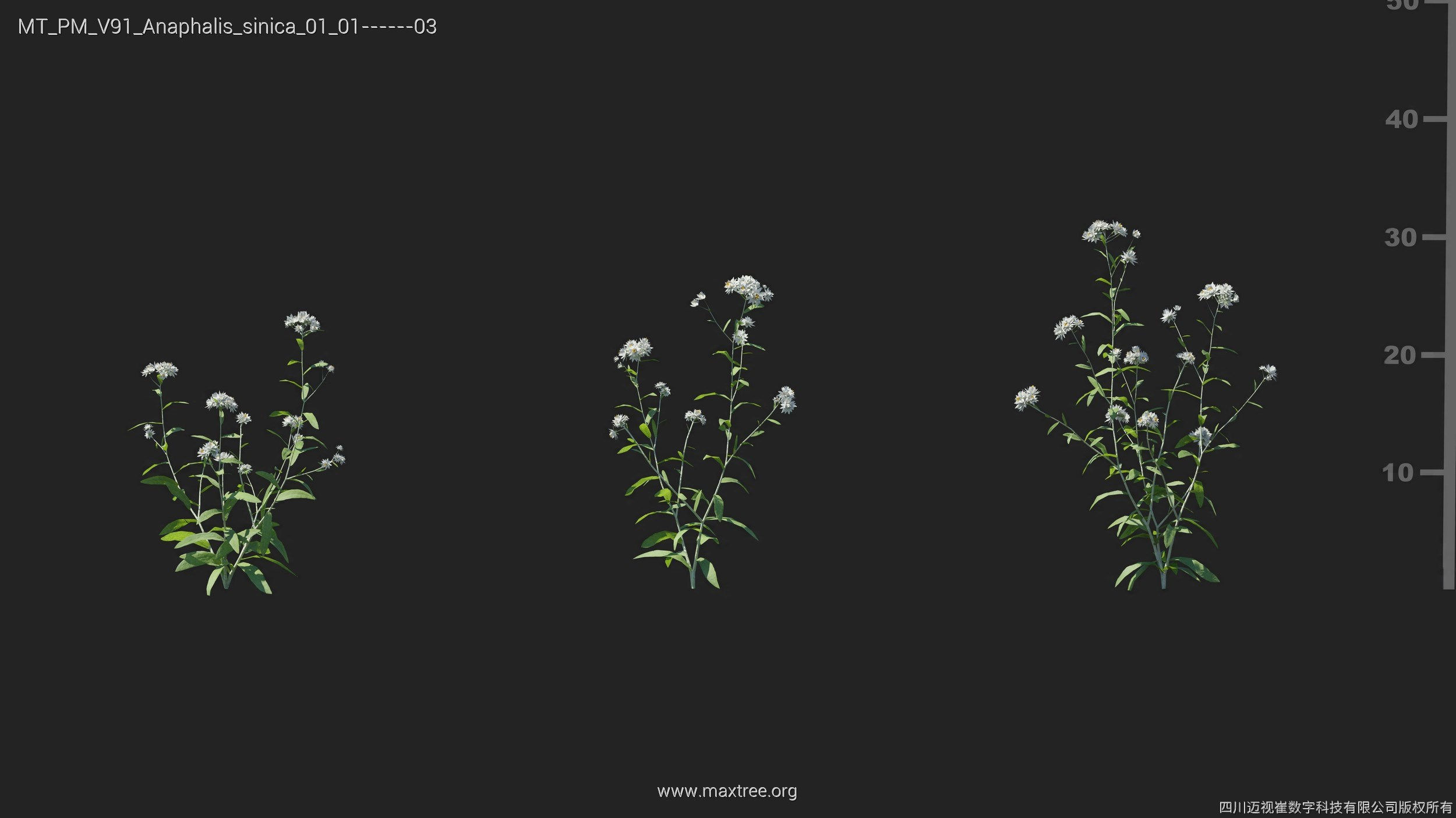 Maxtree Plant Models Vol 91 - Mesh 3D model_8