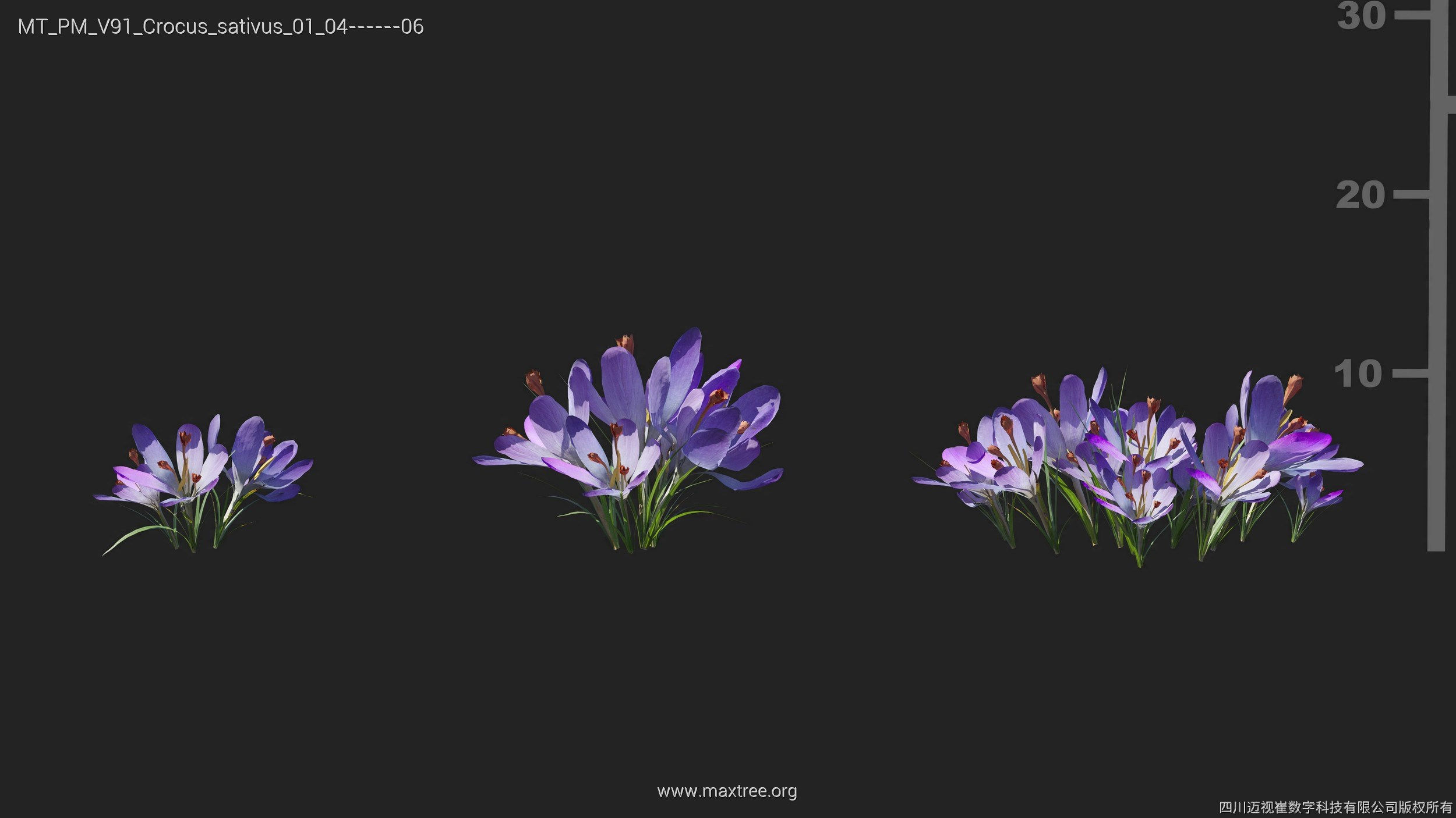 Maxtree Plant Models Vol 91 - Mesh 3D model_17