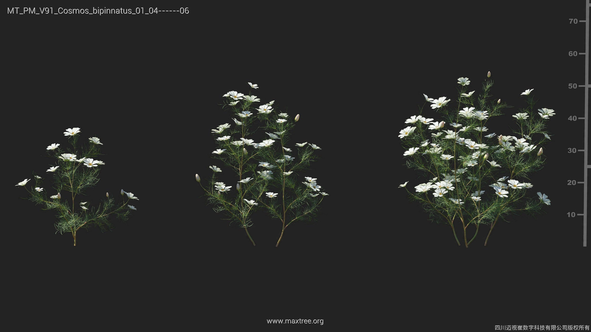 Maxtree Plant Models Vol 91 - Mesh 3D model_15