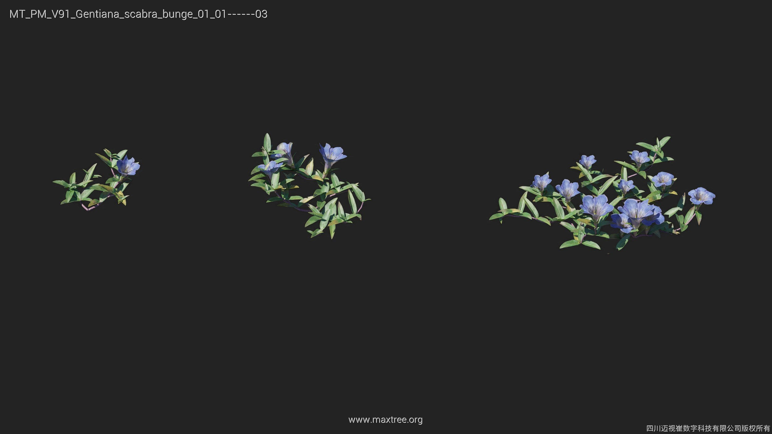 Maxtree Plant Models Vol 91 - Mesh 3D model_20