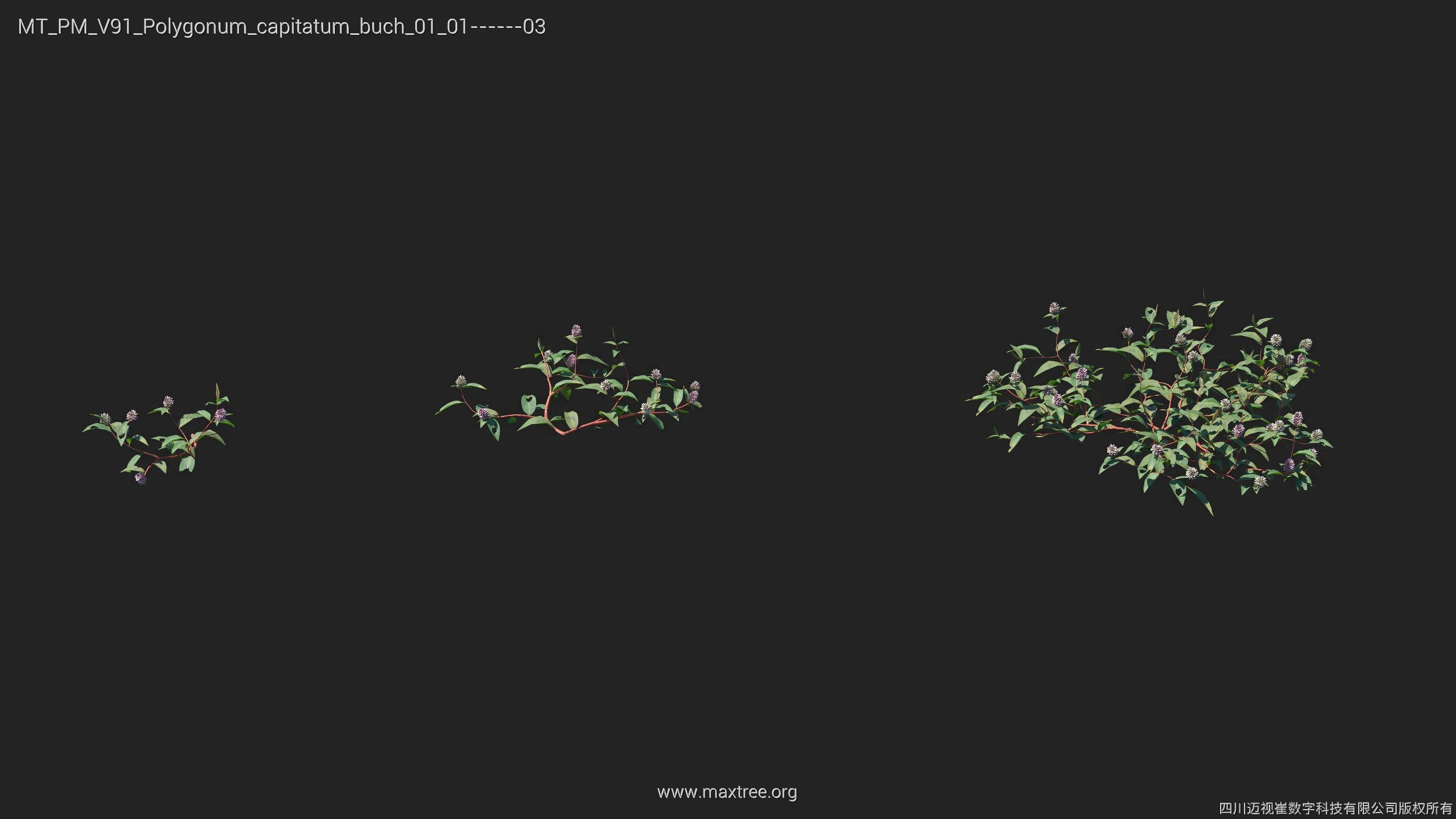 Maxtree Plant Models Vol 91 - Mesh 3D model_24