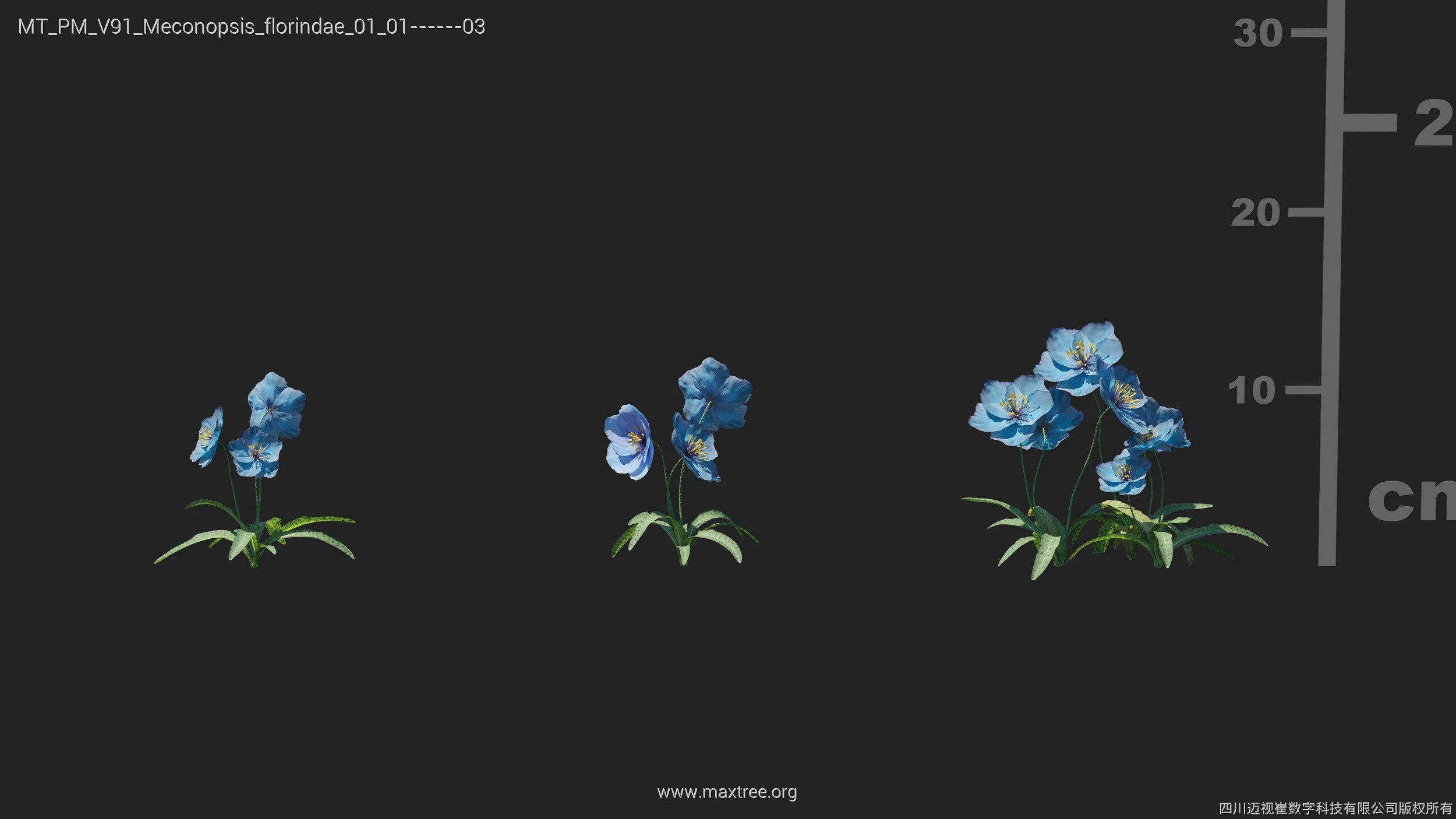 Maxtree Plant Models Vol 91 - Mesh 3D model_22