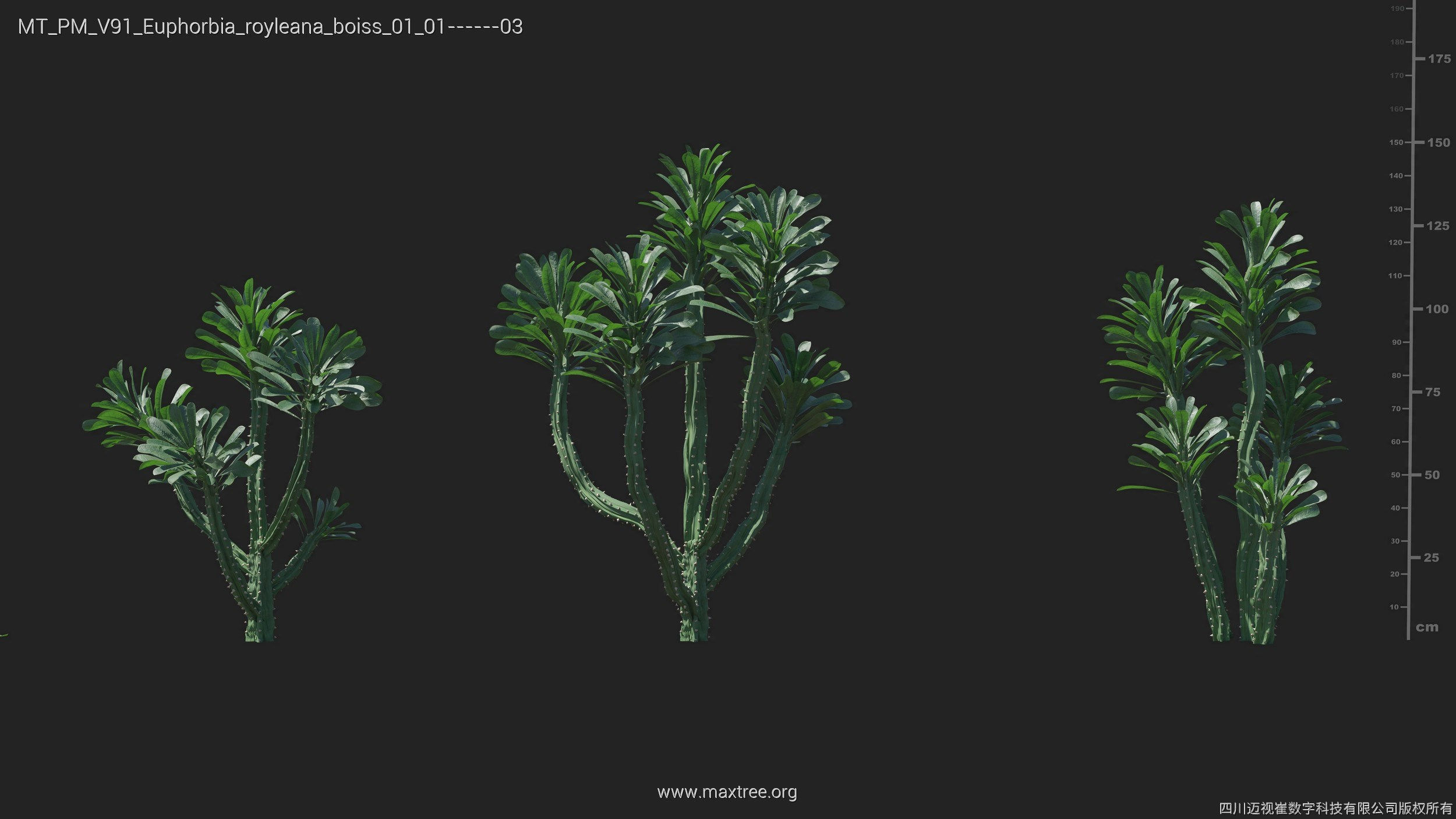 Maxtree Plant Models Vol 91 - Mesh 3D model_18
