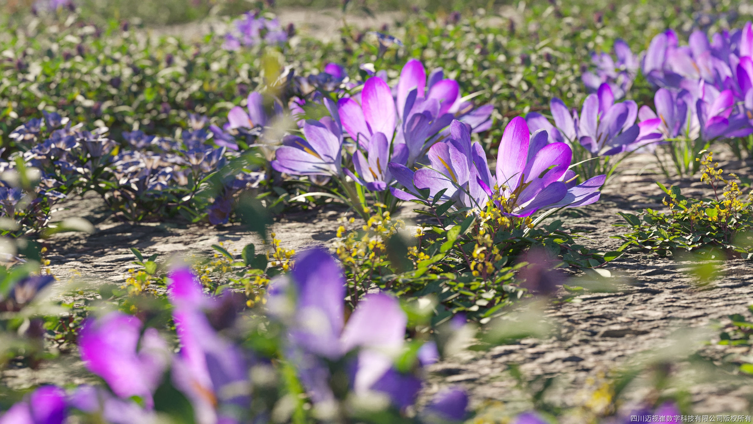 Maxtree Plant Models Vol 91 - Mesh 3D model_3