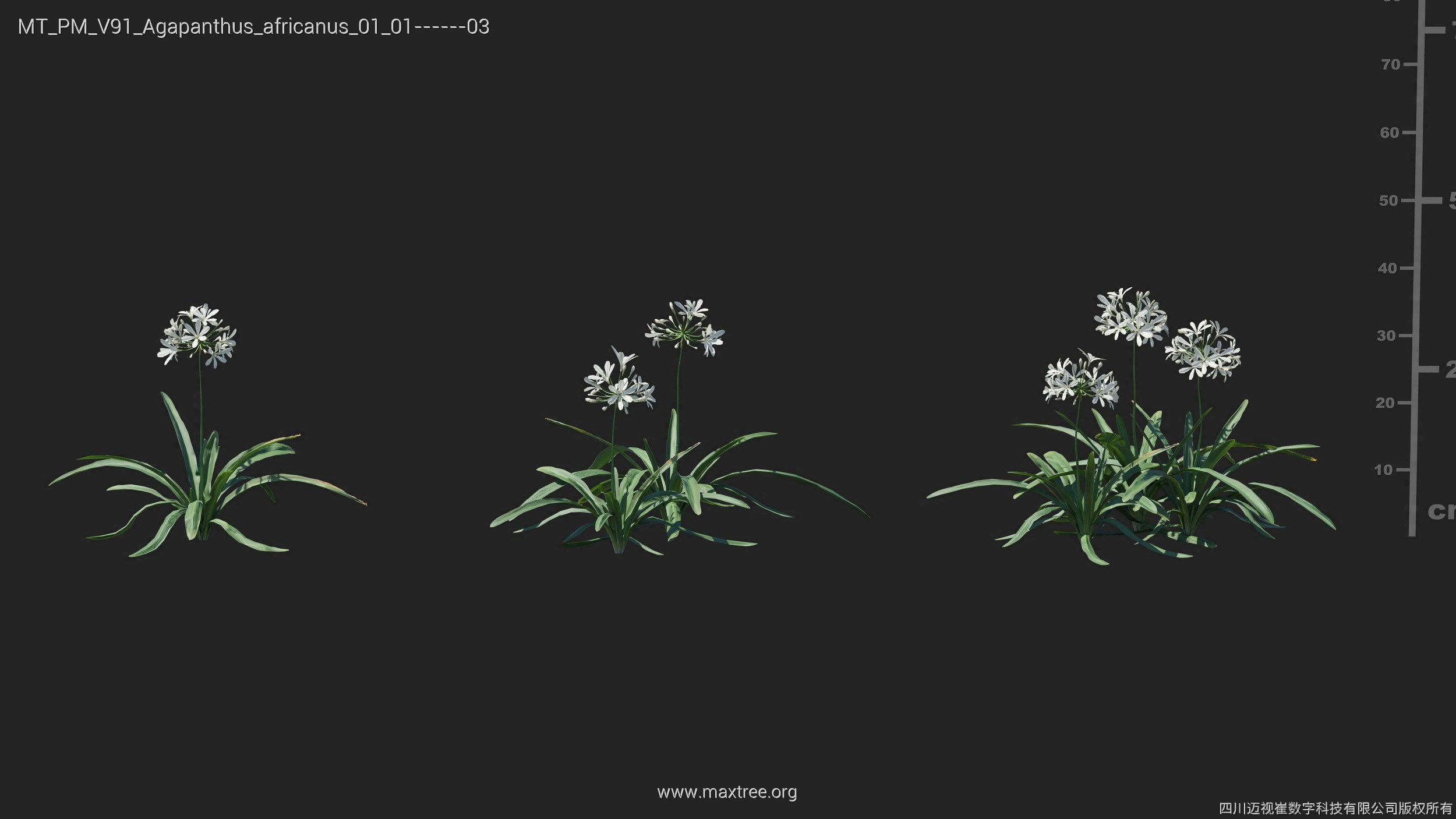 Maxtree Plant Models Vol 91 - Mesh 3D model_6