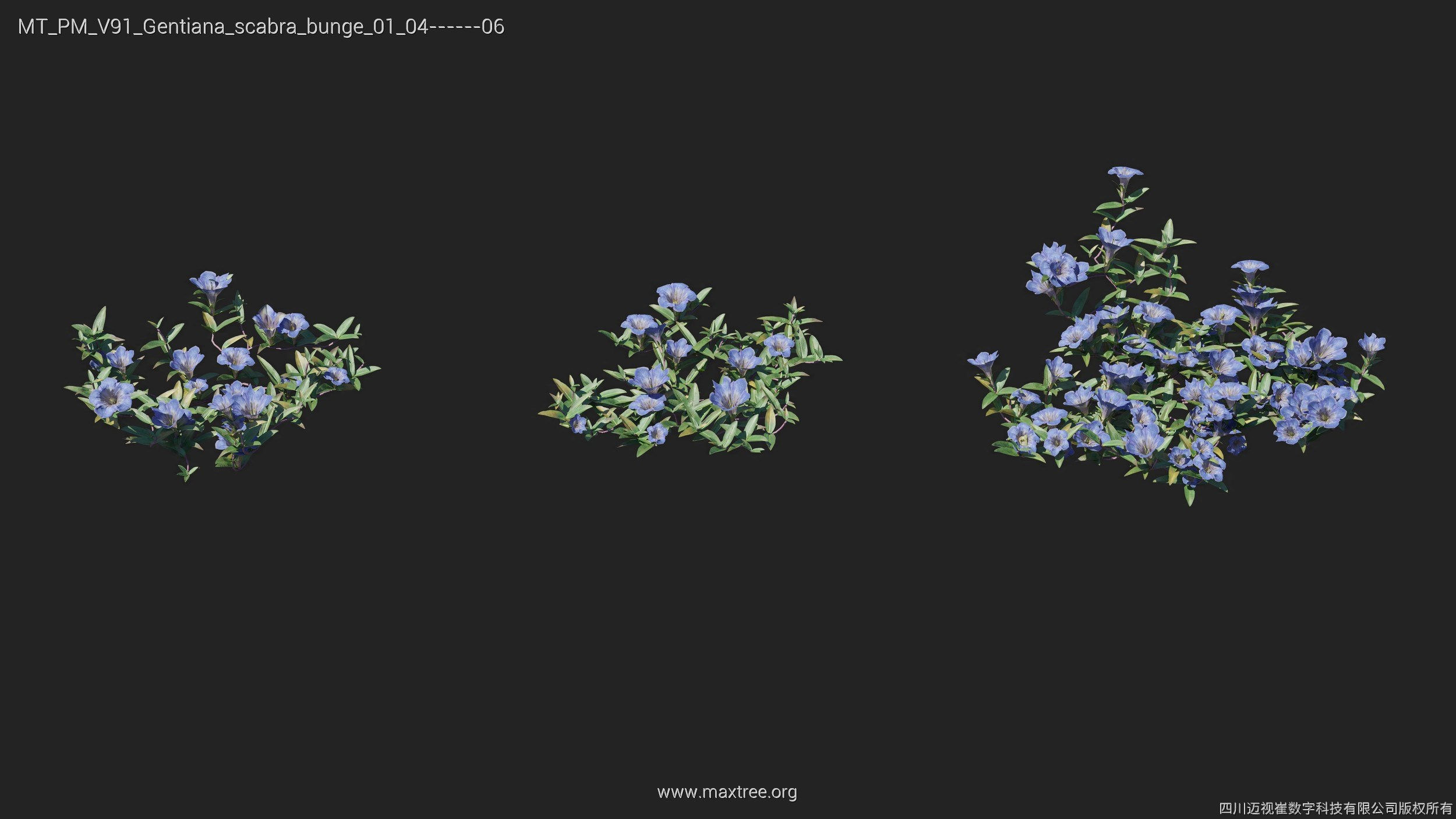 Maxtree Plant Models Vol 91 - Mesh 3D model_21
