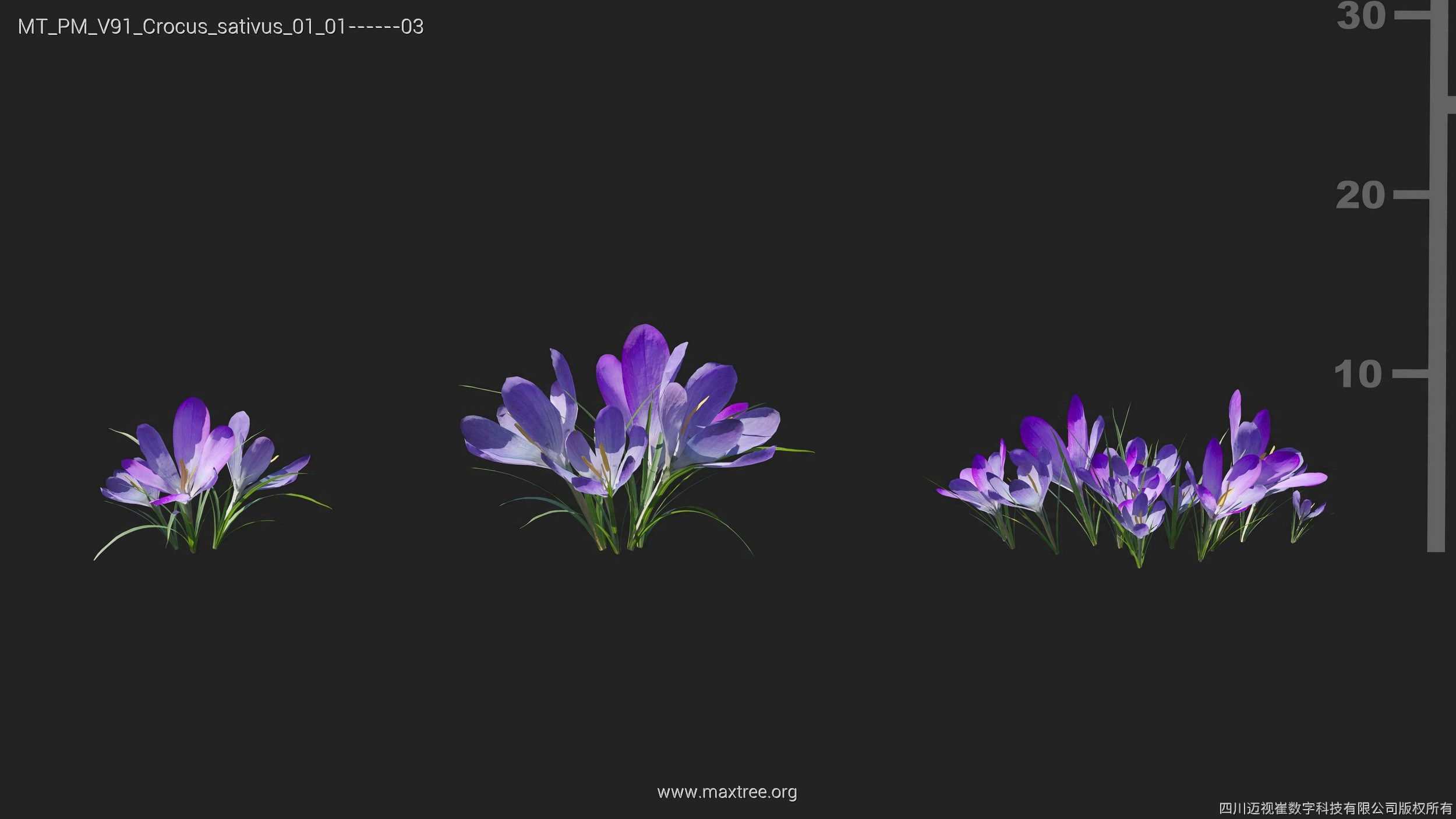 Maxtree Plant Models Vol 91 - Mesh 3D model_16