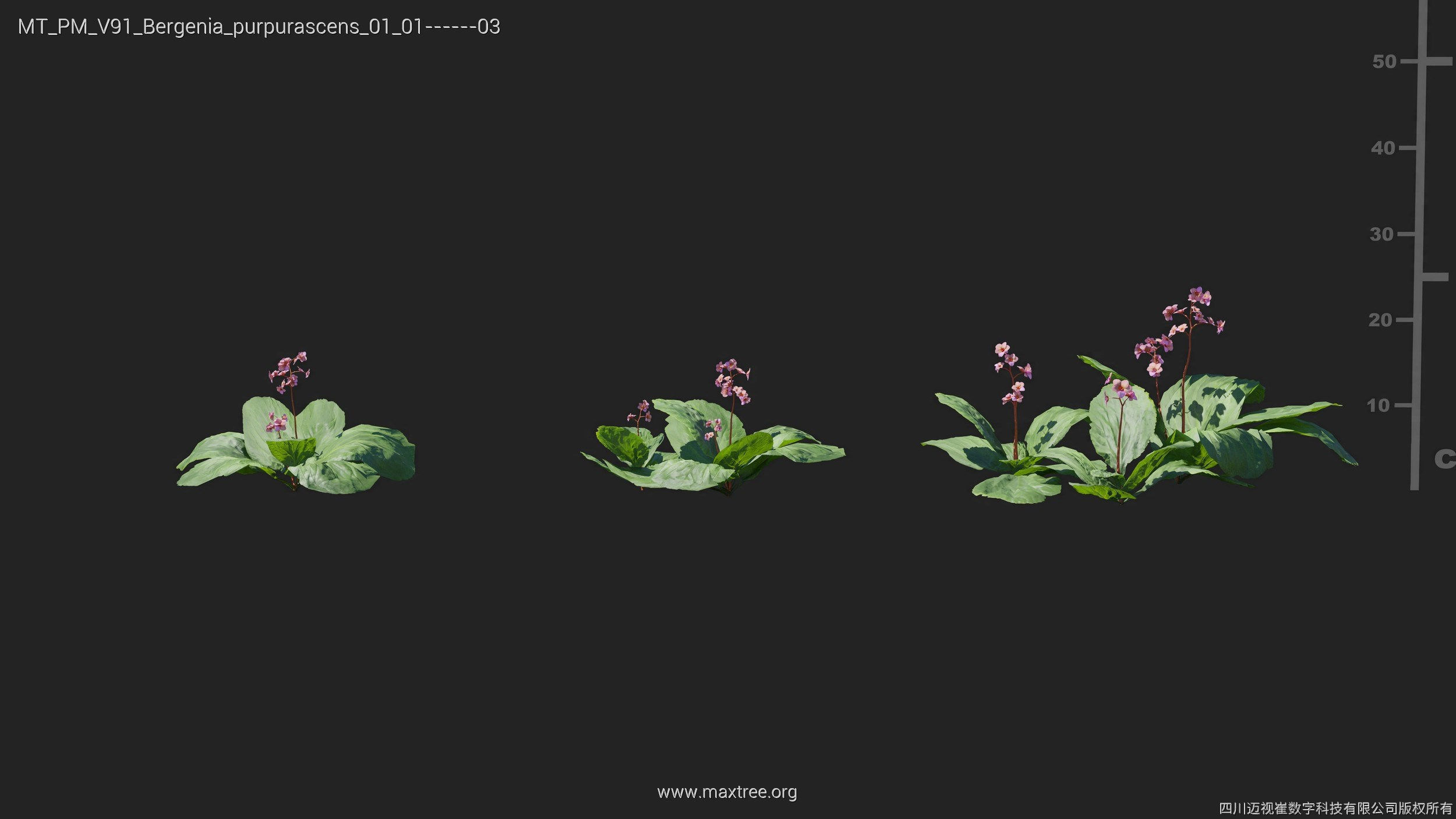 Maxtree Plant Models Vol 91 - Mesh 3D model_12