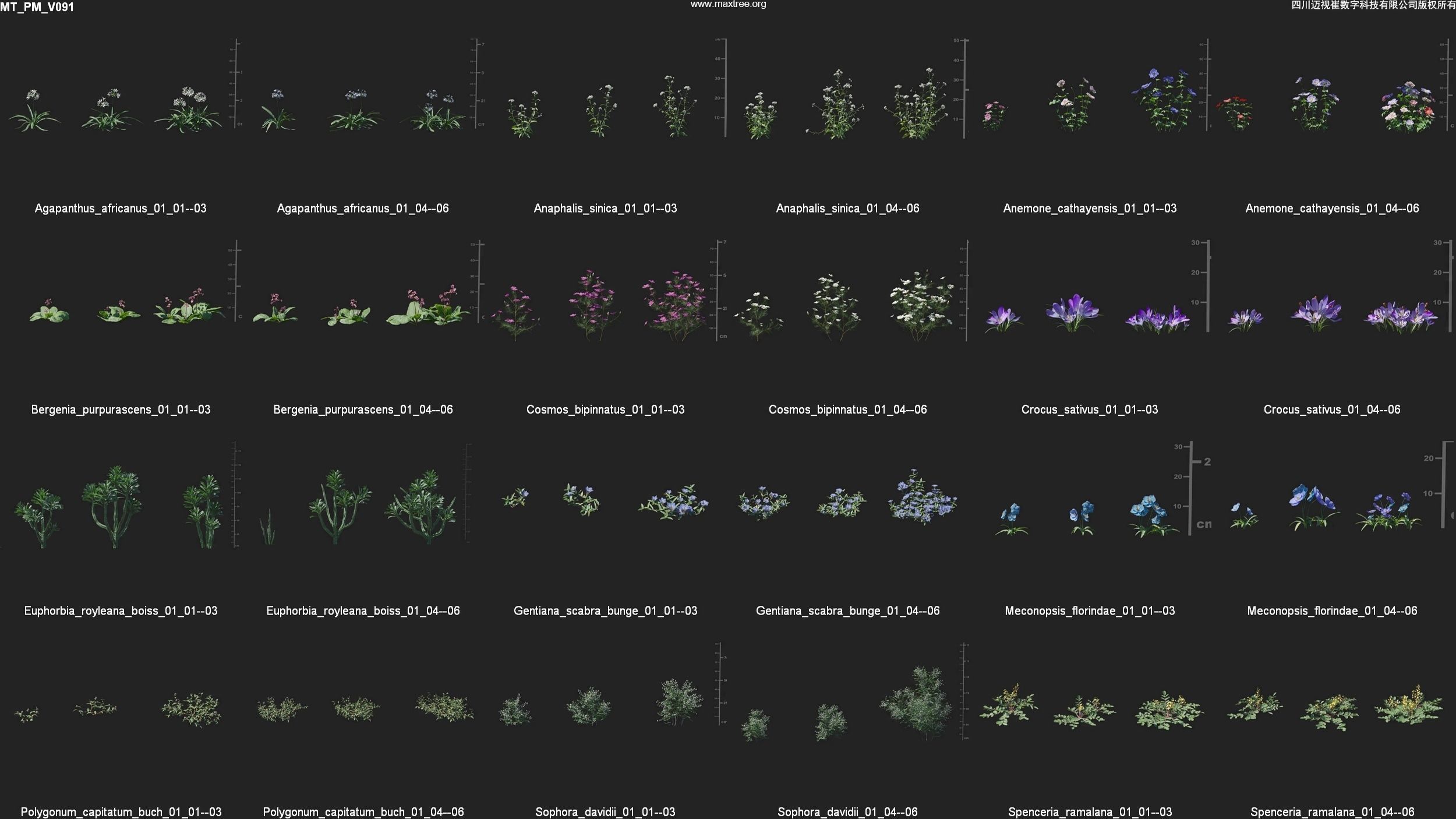 Maxtree Plant Models Vol 91 - Mesh 3D model_5