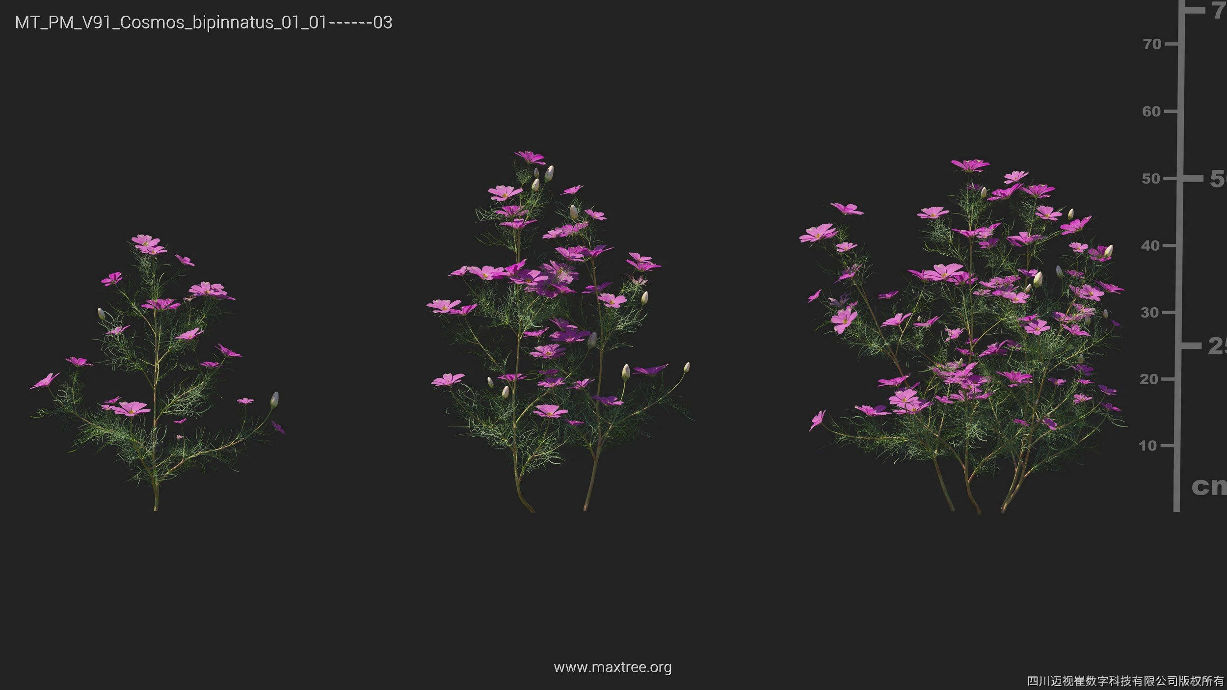 Maxtree Plant Models Vol 91 - Mesh 3D model_14