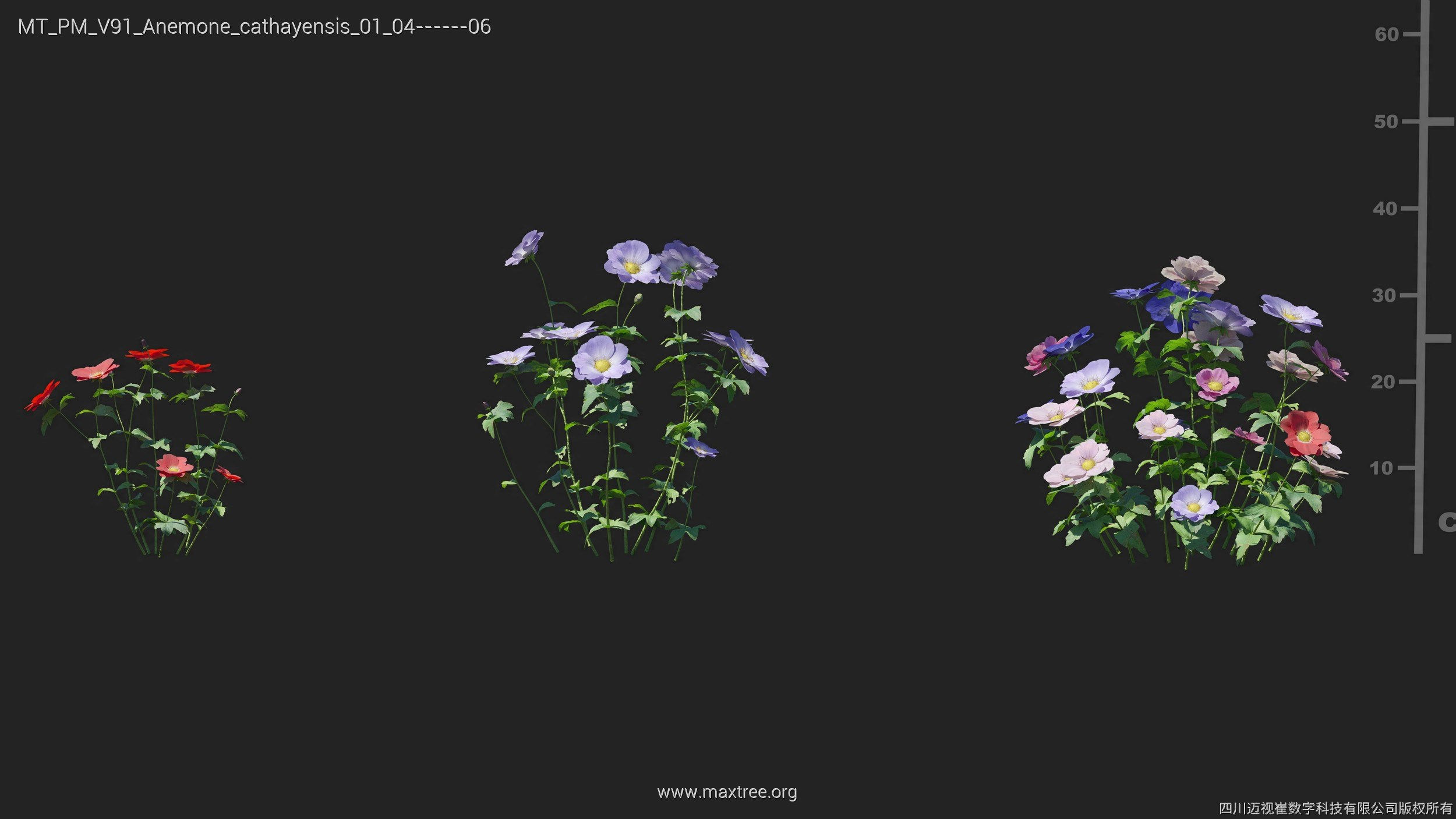 Maxtree Plant Models Vol 91 - Mesh 3D model_11