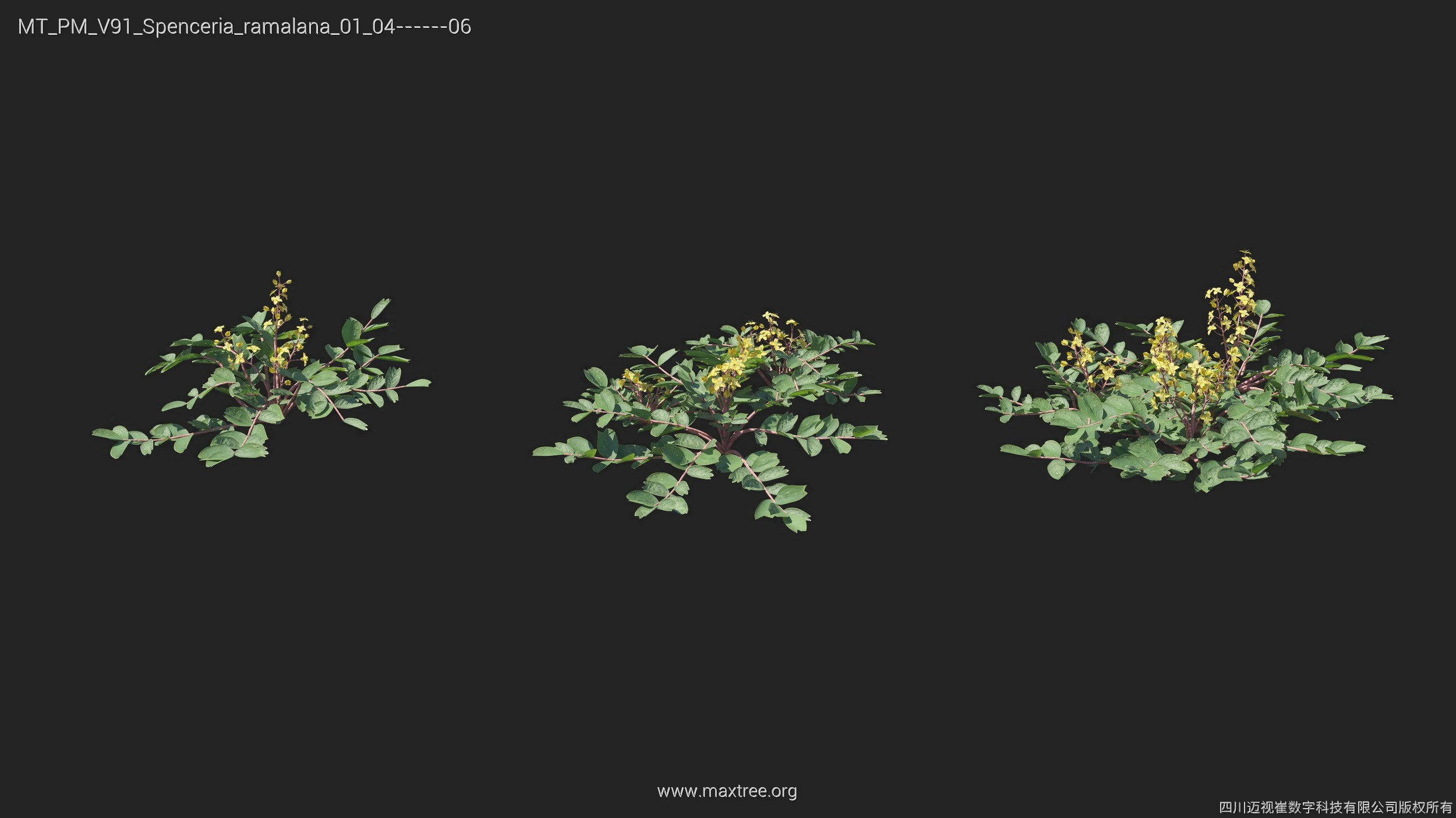 Maxtree Plant Models Vol 91 - Mesh 3D model_29