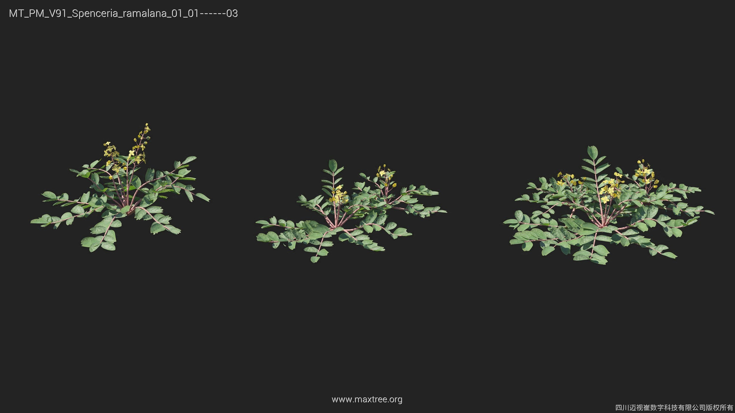 Maxtree Plant Models Vol 91 - Mesh 3D model_28