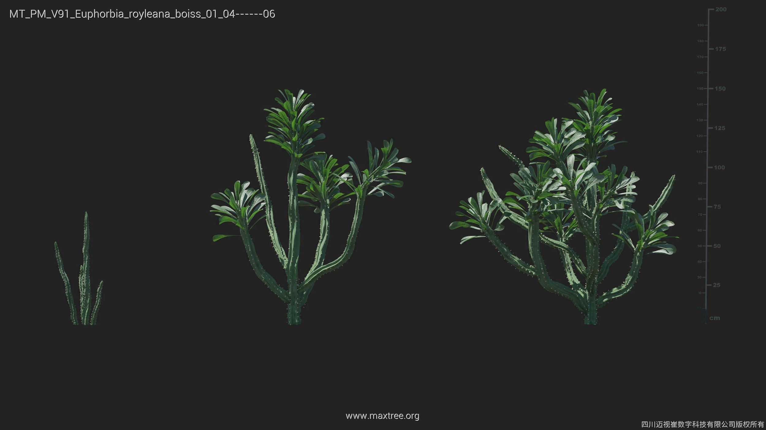 Maxtree Plant Models Vol 91 - Mesh 3D model_19