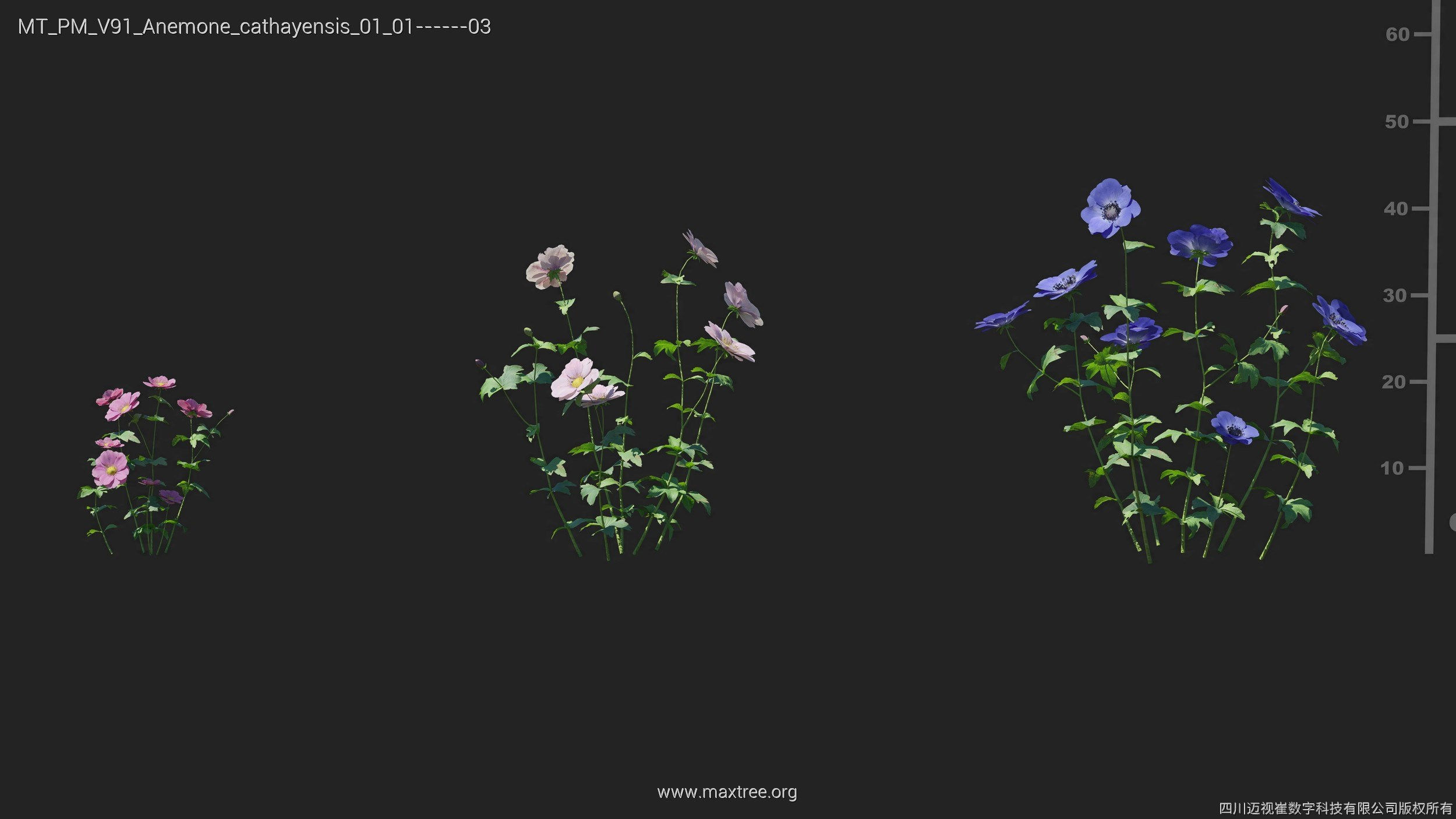 Maxtree Plant Models Vol 91 - Mesh 3D model_10