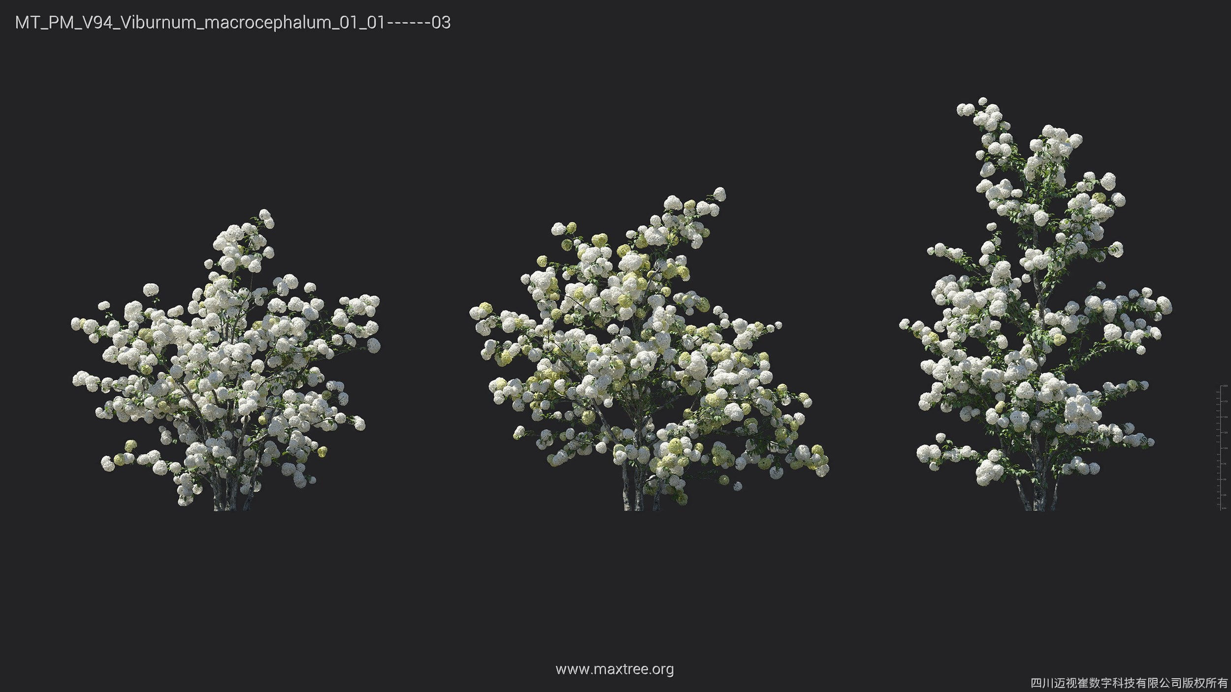 Maxtree Plant Models Vol 94 - Mesh 3D model_25