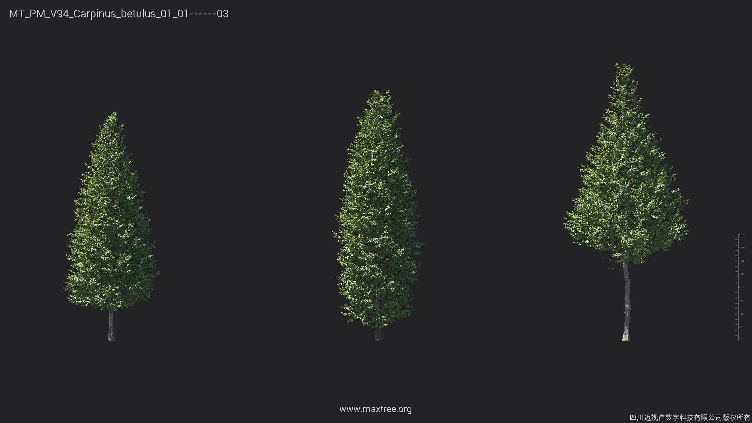 Maxtree Plant Models Vol 94 - Mesh 3D model_7