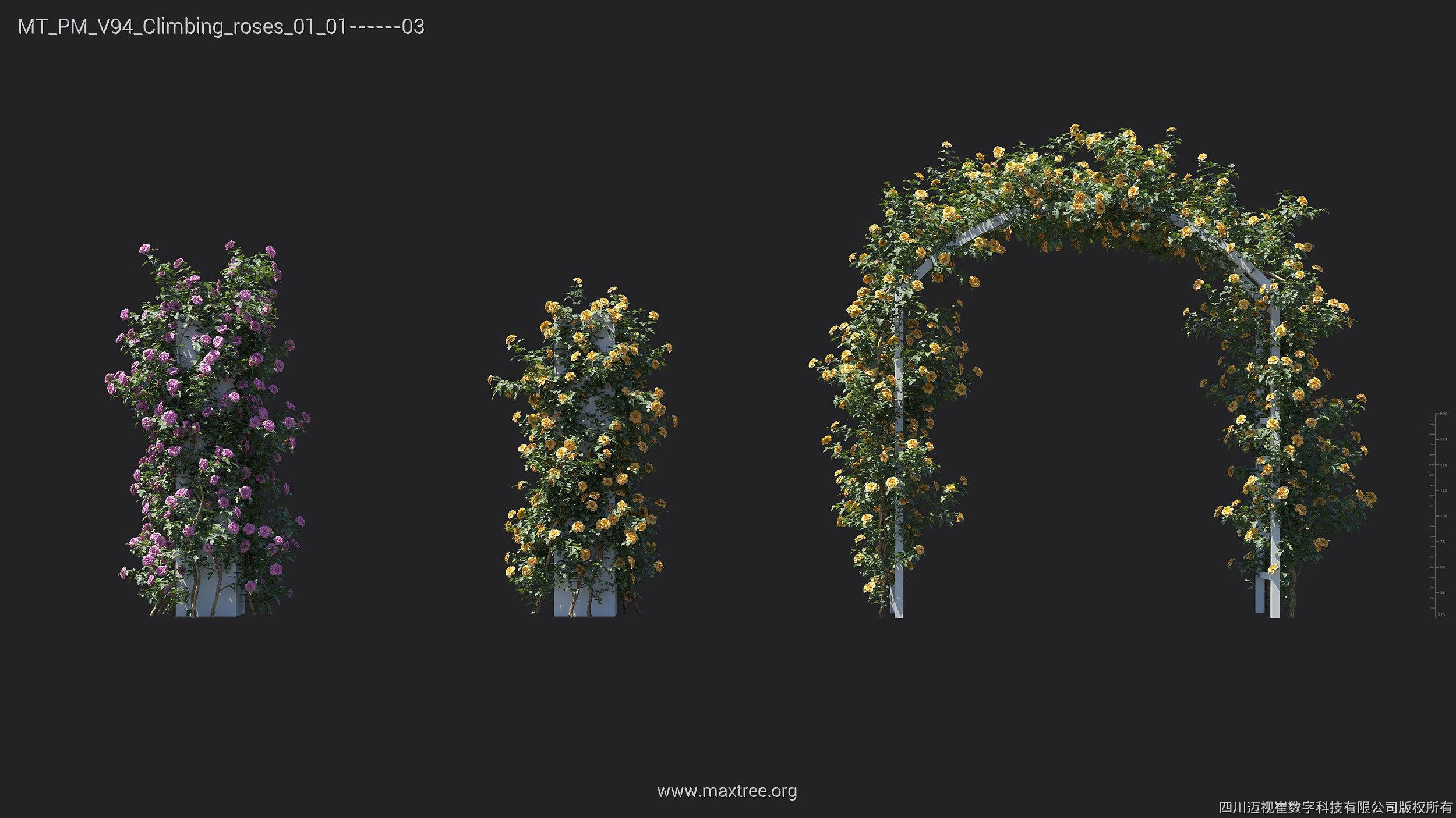 Maxtree Plant Models Vol 94 - Mesh 3D model_9