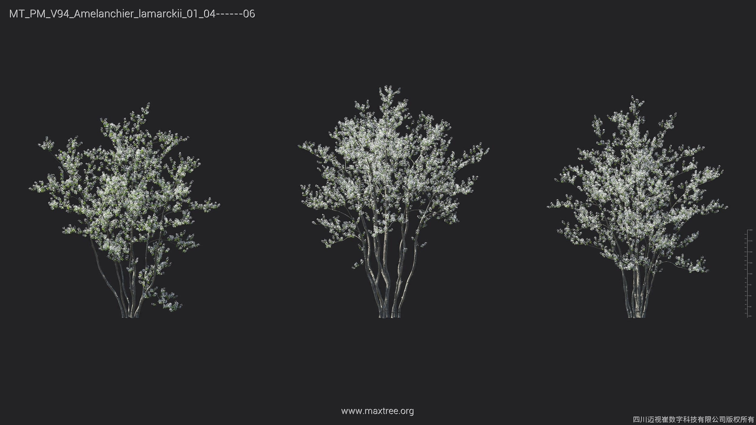 Maxtree Plant Models Vol 94 - Mesh 3D model_6