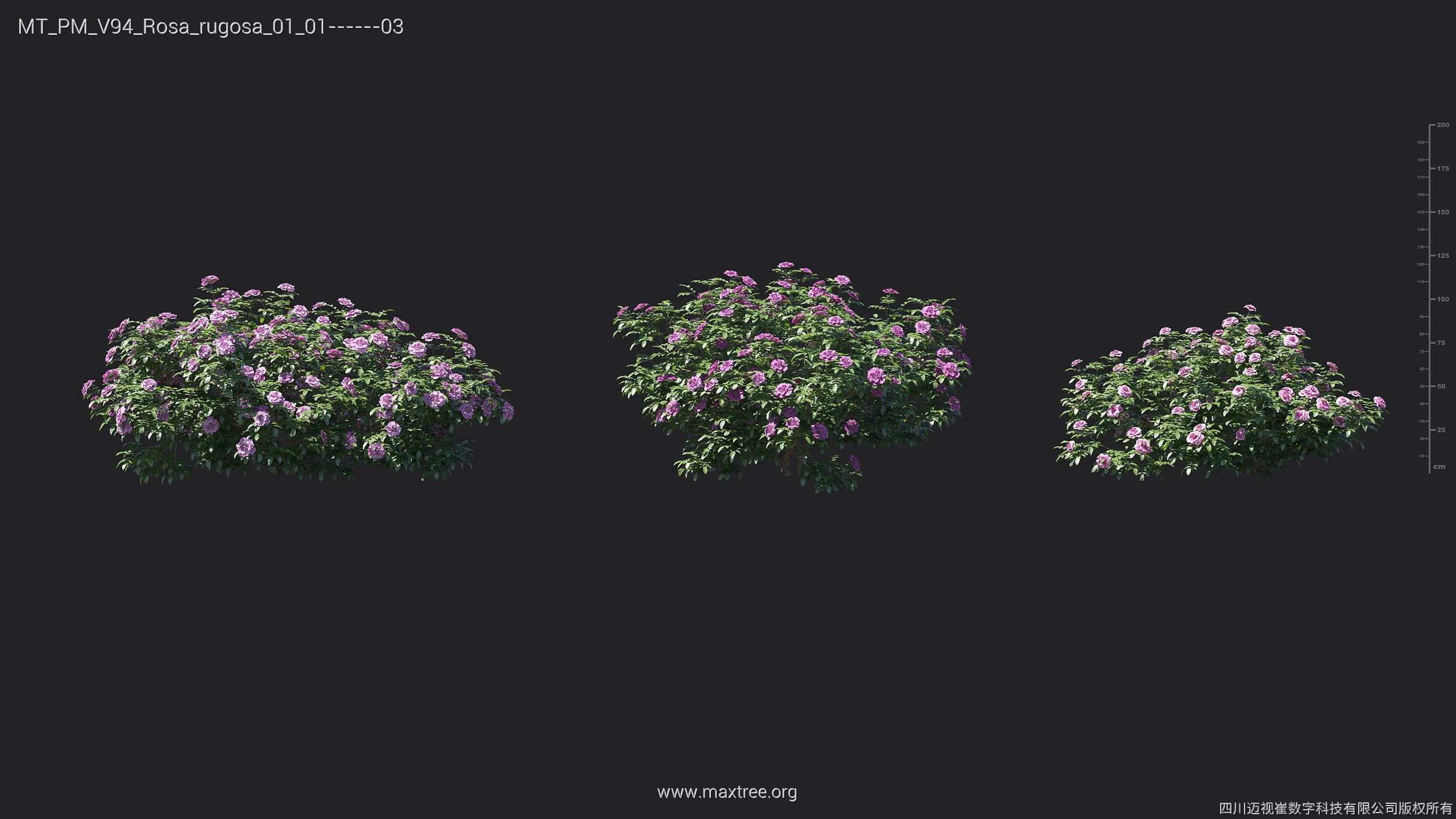 Maxtree Plant Models Vol 94 - Mesh 3D model_21