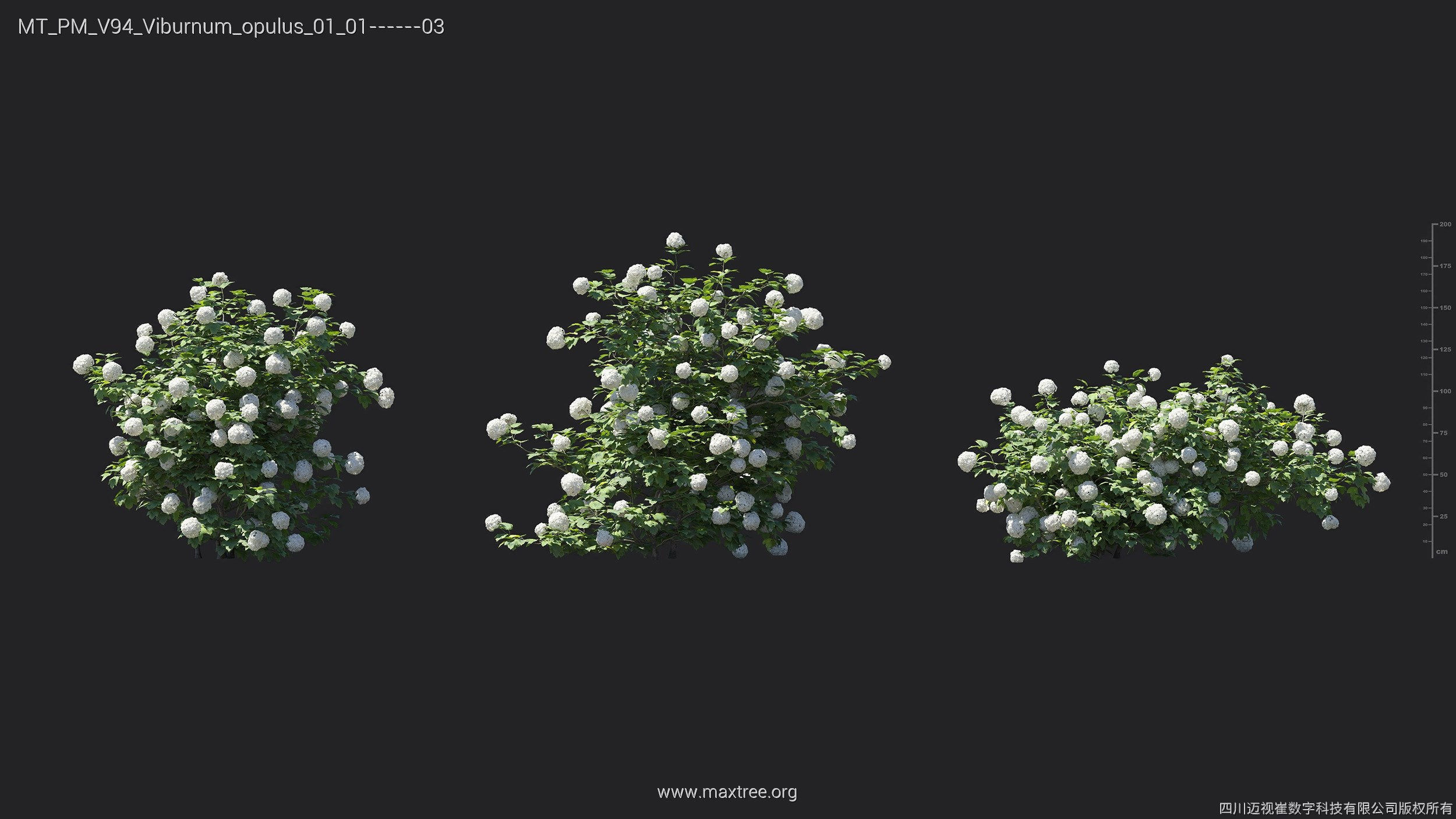 Maxtree Plant Models Vol 94 - Mesh 3D model_27