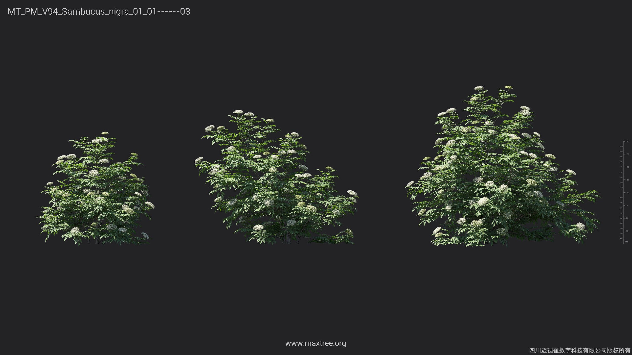 Maxtree Plant Models Vol 94 - Mesh 3D model_23