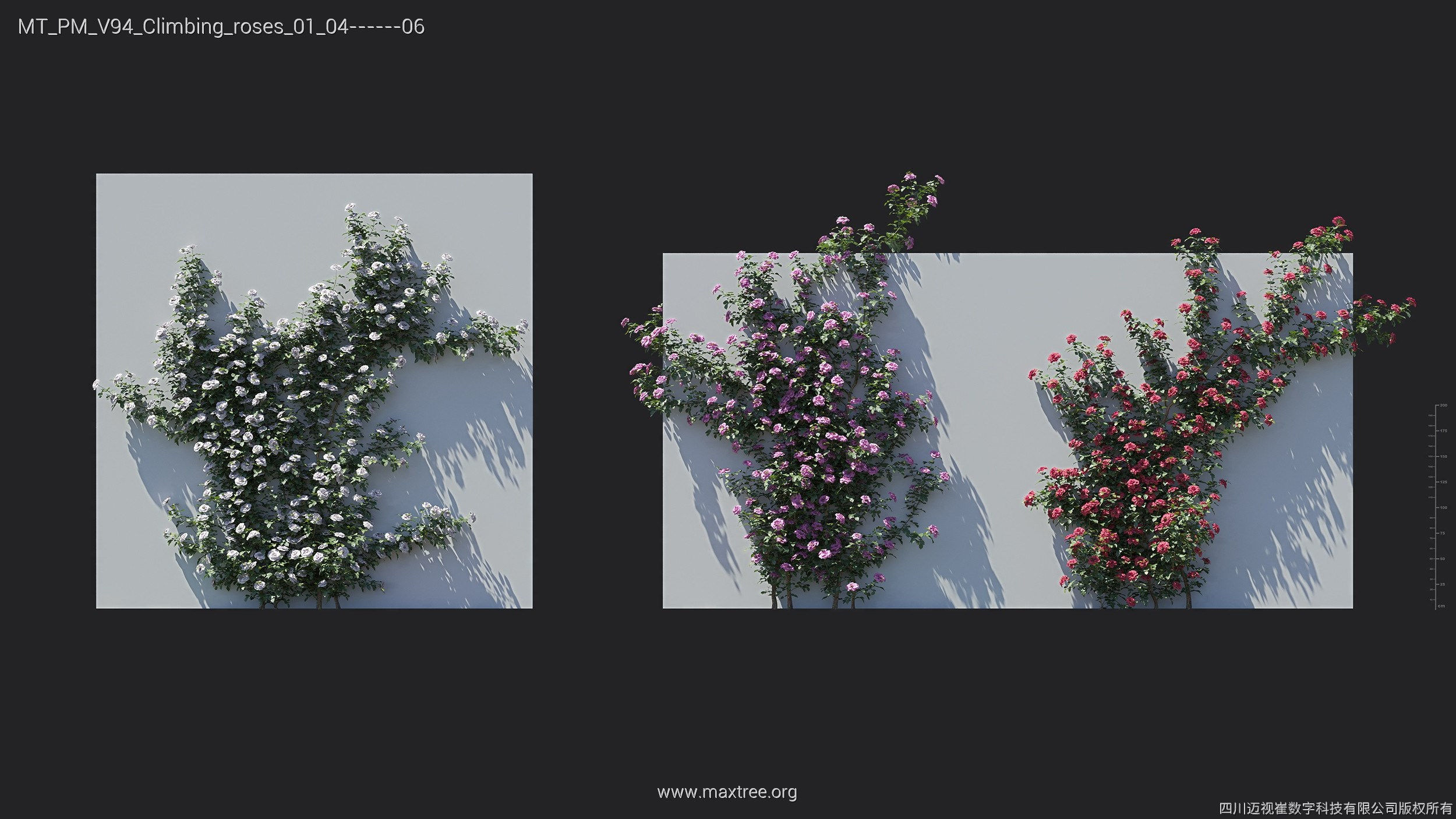 Maxtree Plant Models Vol 94 - Mesh 3D model_10