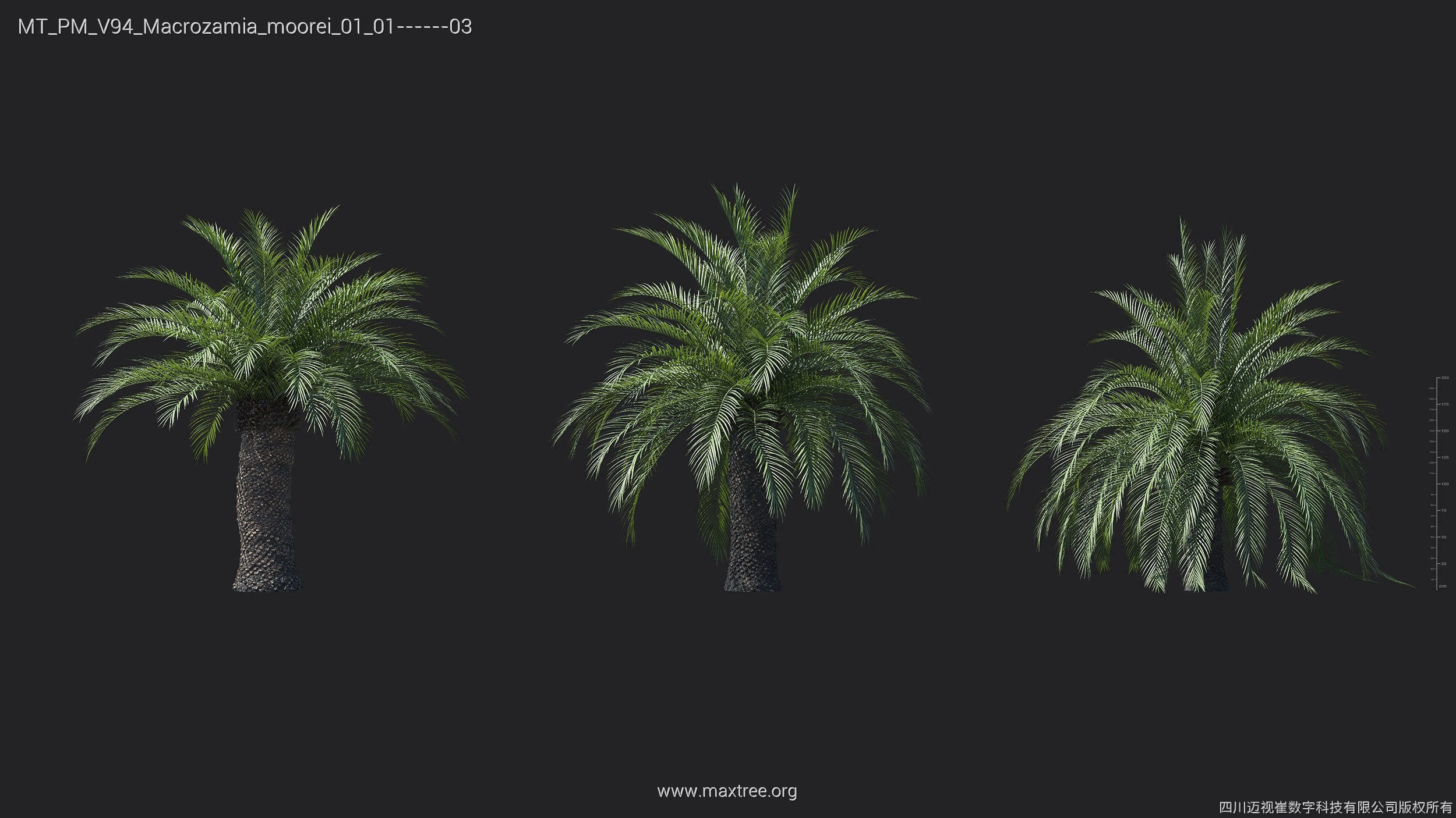 Maxtree Plant Models Vol 94 - Mesh 3D model_17