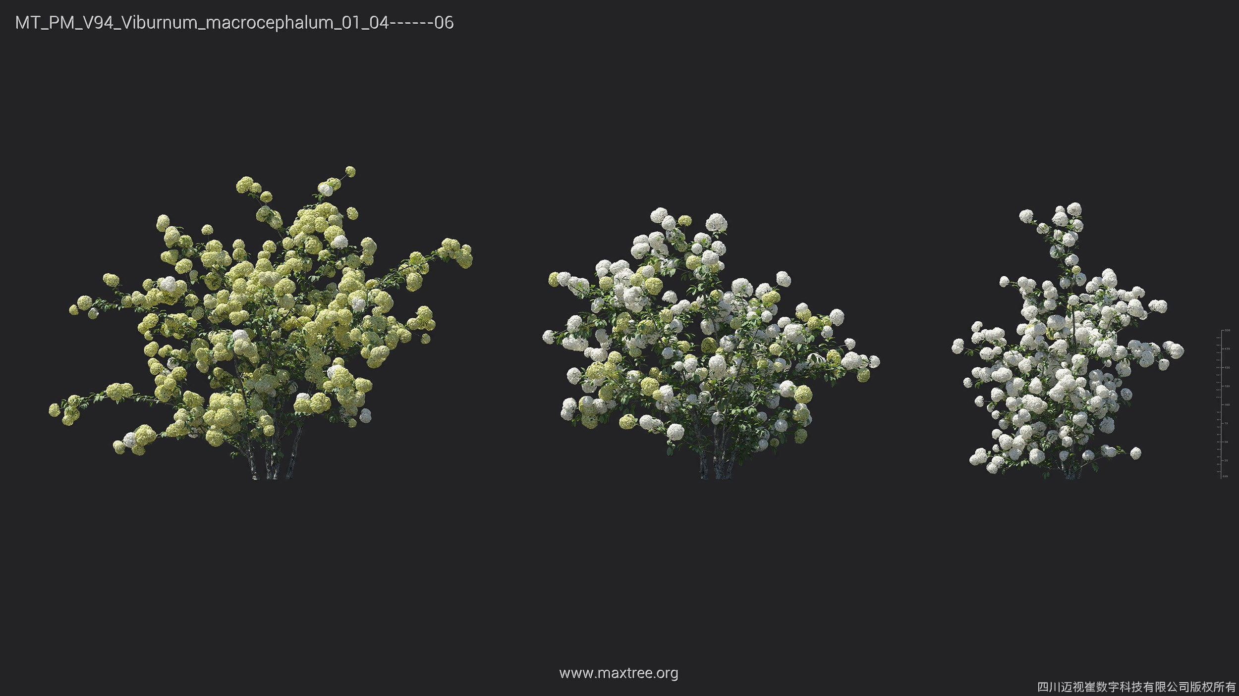 Maxtree Plant Models Vol 94 - Mesh 3D model_26