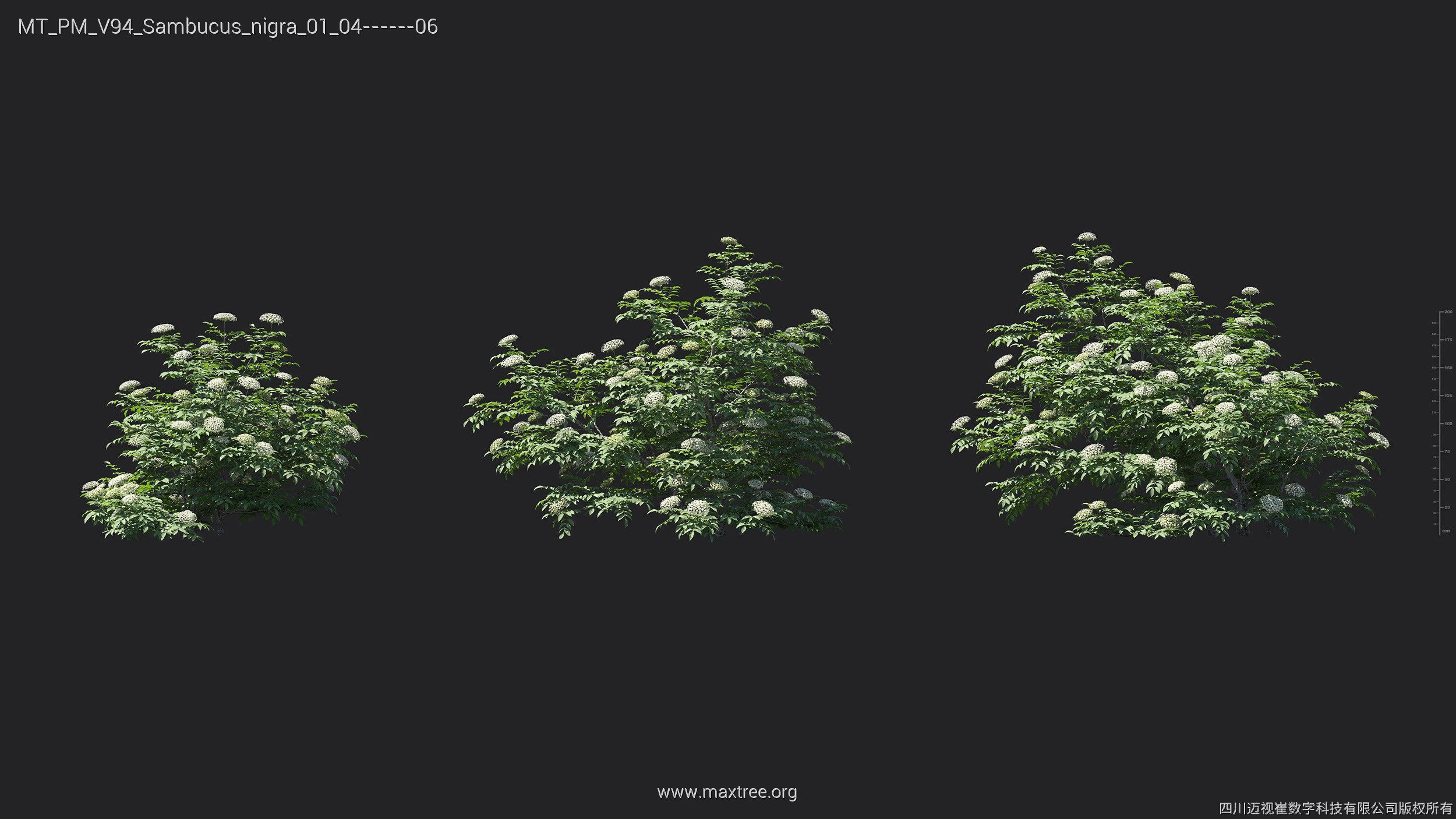 Maxtree Plant Models Vol 94 - Mesh 3D model_24