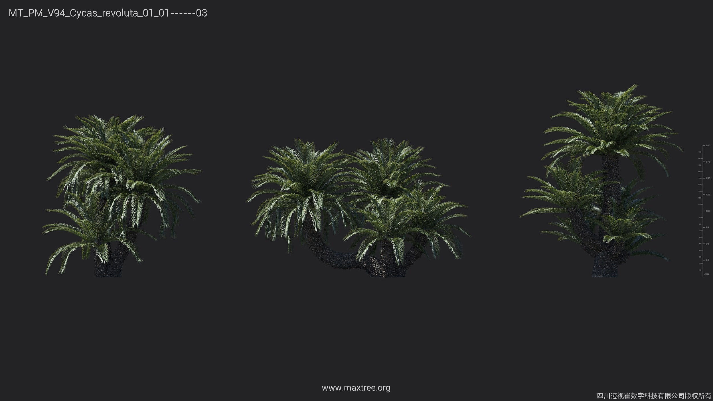 Maxtree Plant Models Vol 94 - Mesh 3D model_11