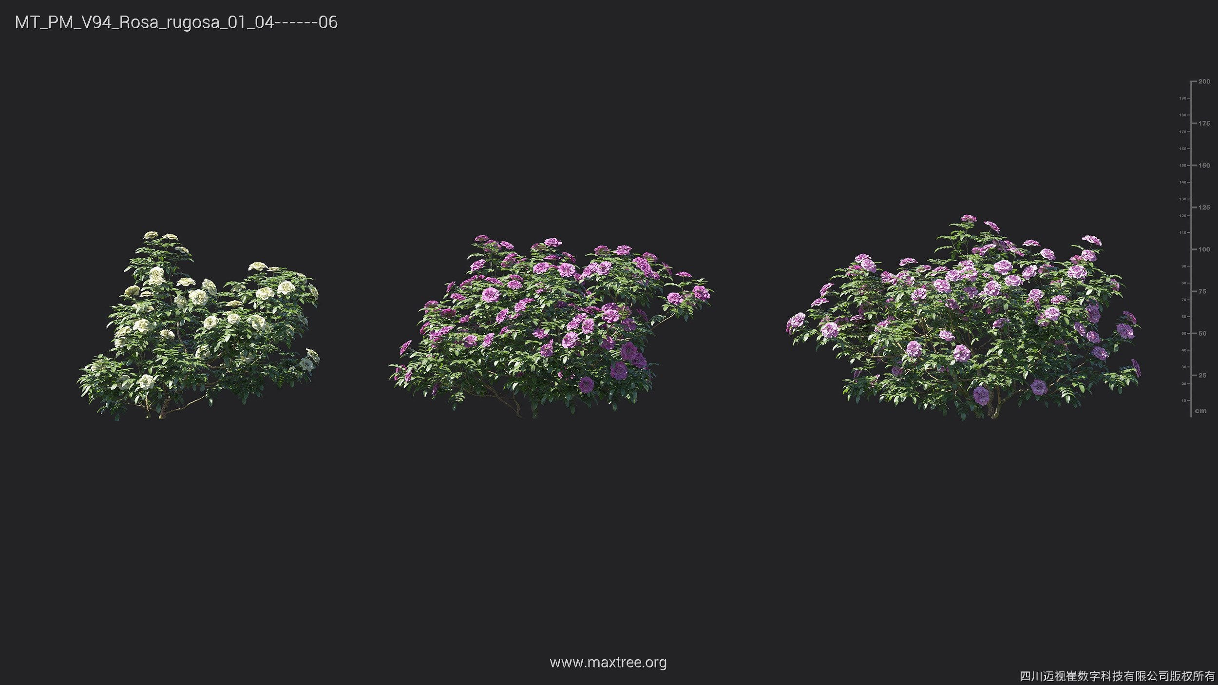 Maxtree Plant Models Vol 94 - Mesh 3D model_22