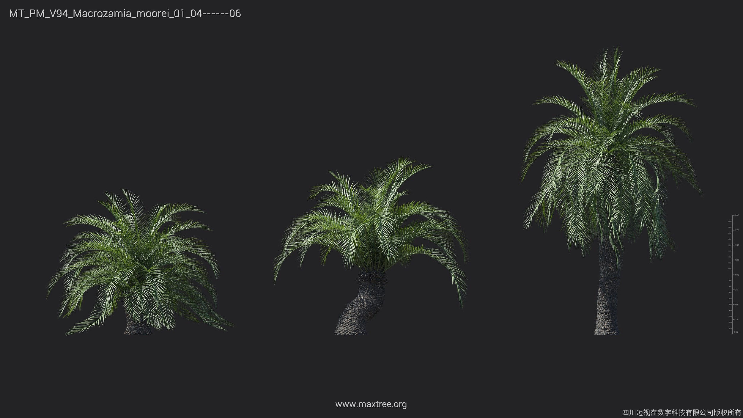 Maxtree Plant Models Vol 94 - Mesh 3D model_18